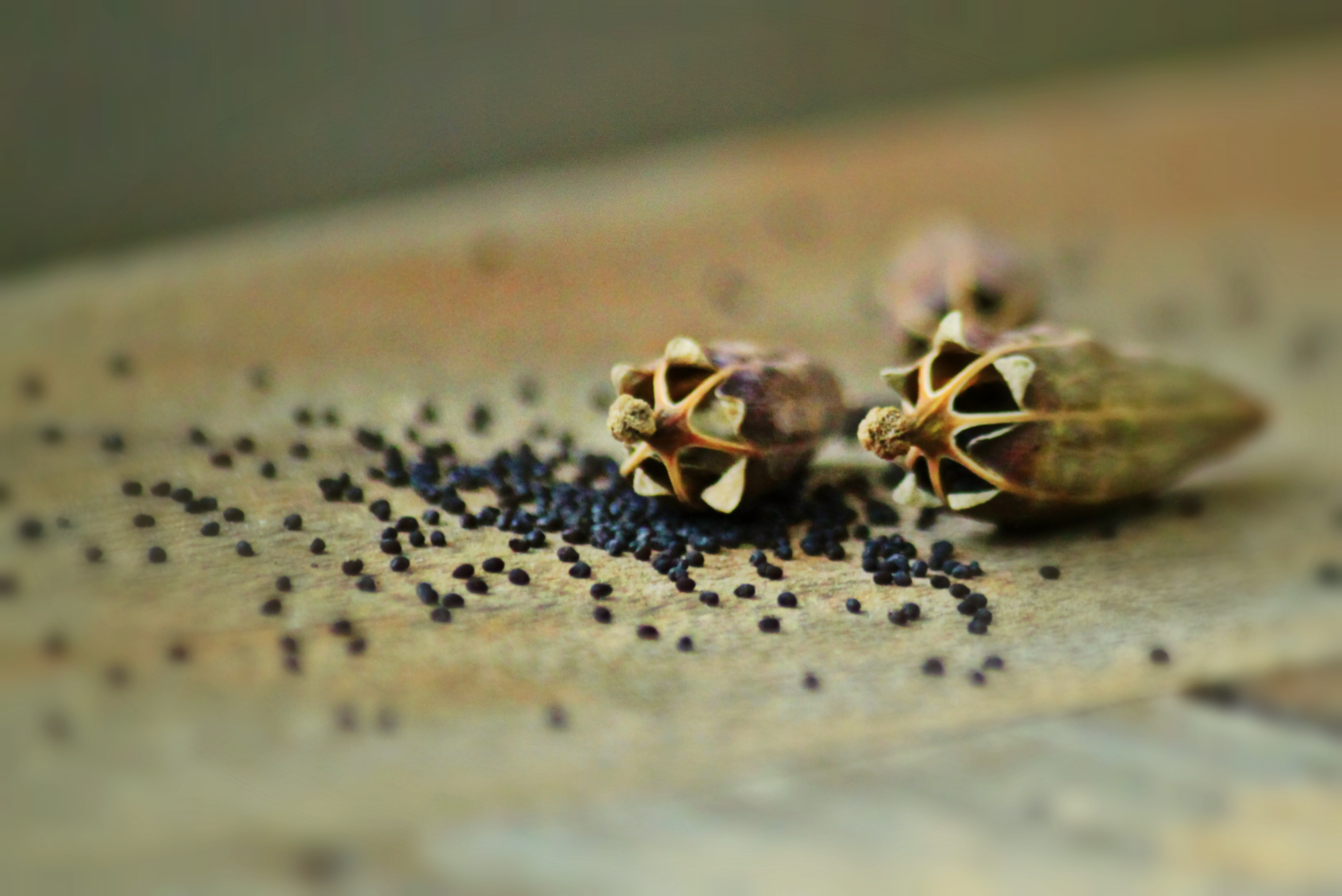 the poppy seeds, detail, food and drink, outdoors, two, food, poppy capsules, selective focus, green, animals in the wild, macro, invertebrate, animal wildlife, HD Wallpaper