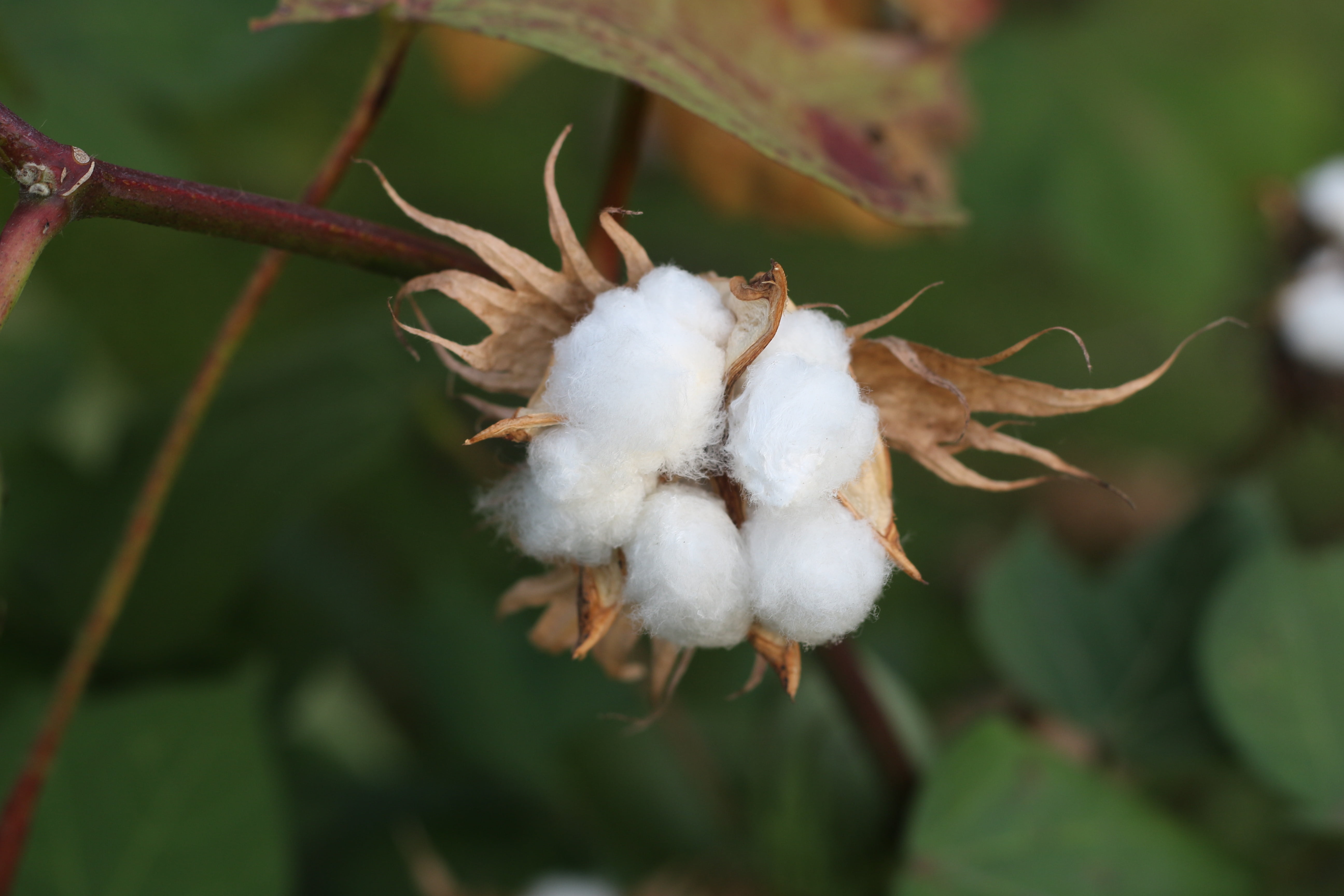 photography, sepal, softness, flowering plant, cotton, no people, white color, close-up, selective focus, freshness, focus on foreground, focus, vulnerability, HD Wallpaper