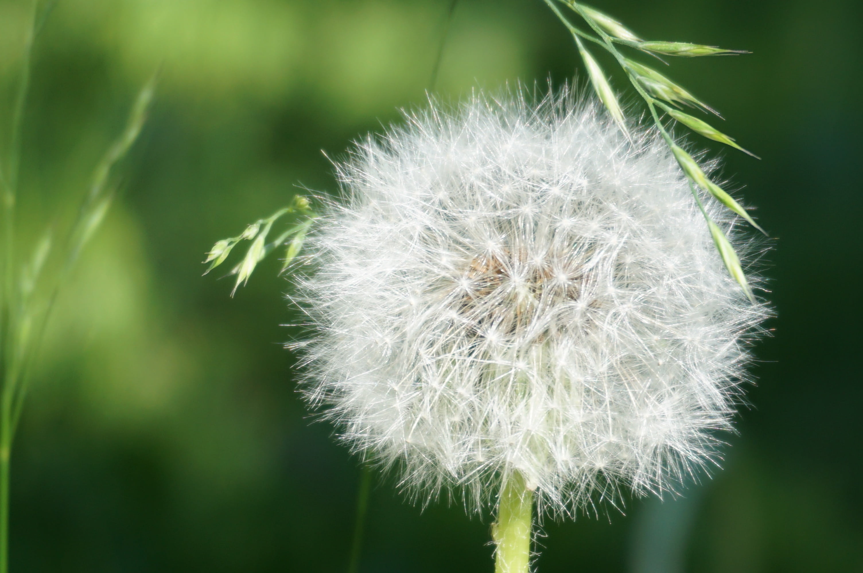 inflorescence, plant, close-up, fragility, 2K, faded, white head, dry, seeds, flower head, focus on foreground, botany, nature, dandelion, freshness, beauty in nature, HD Wallpaper