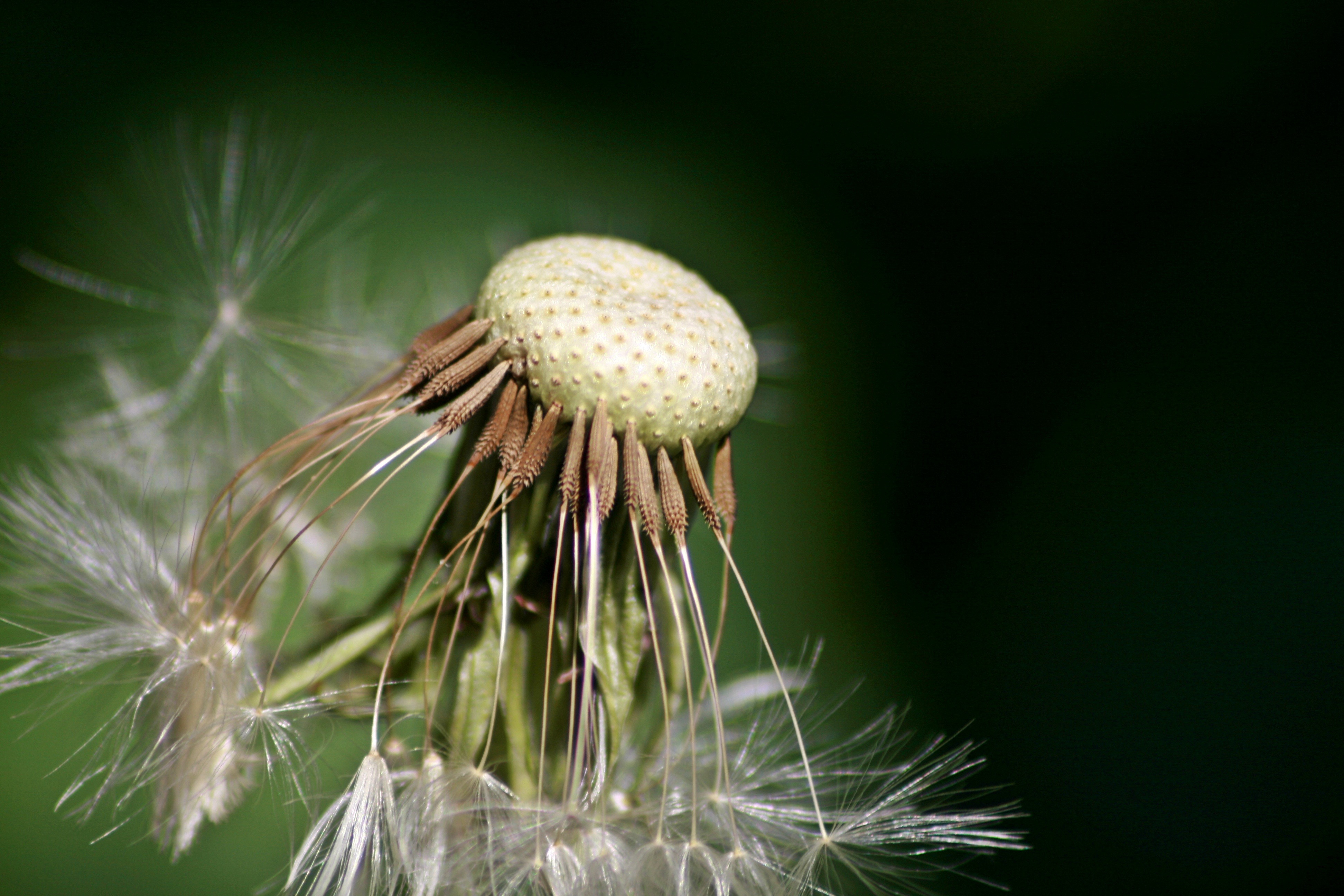 plant stem, vulnerability, multiplication, softness, flower head, growth, focus on foreground, day, inflorescence, garden, no people, fragility, dandelion seed, HD Wallpaper