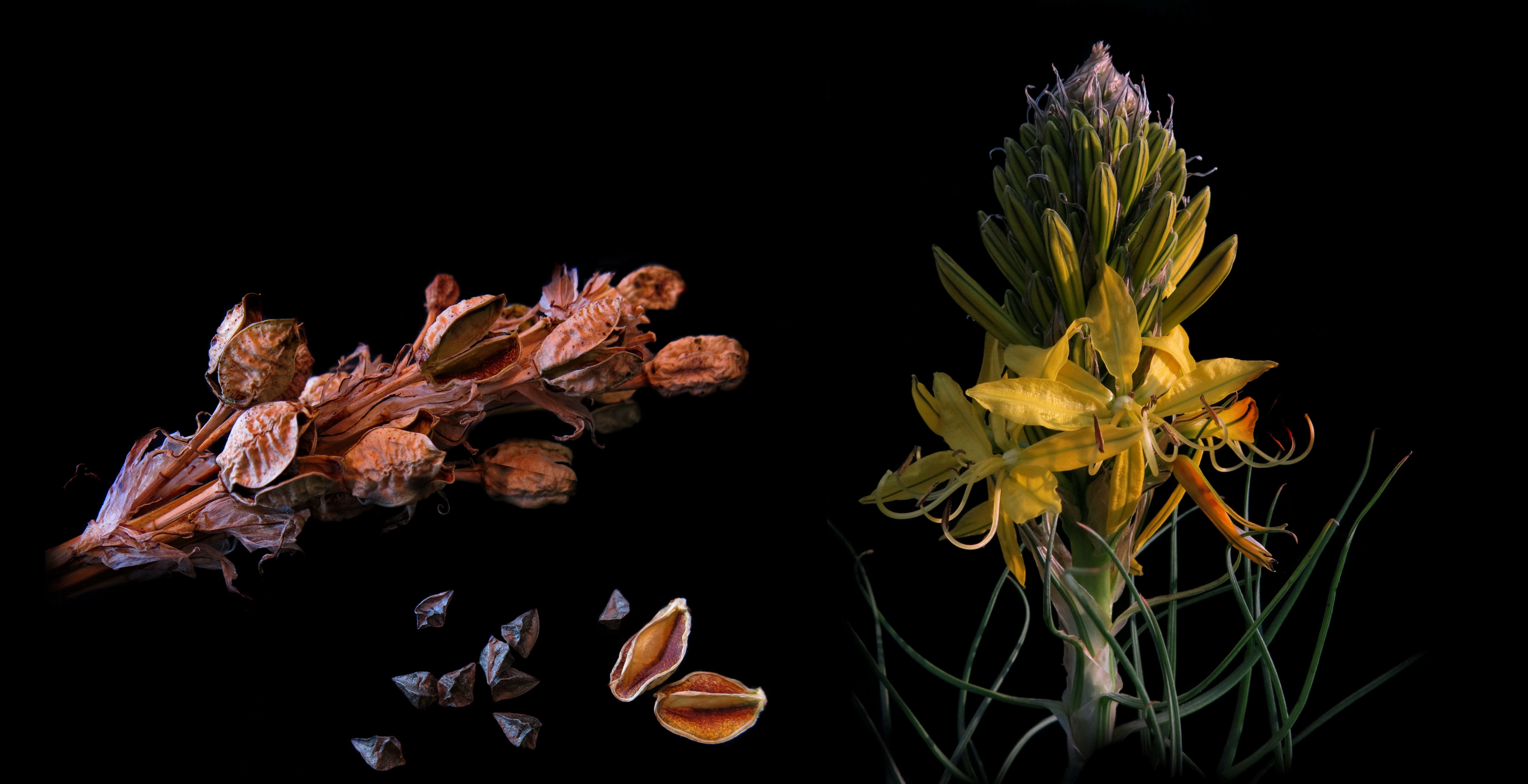 close up, flower, studio shot, night, freshness, yellow flower, close-up, kapselfüchte, vulnerability, boll, black background, flower head, goldwurz, plant, HD Wallpaper