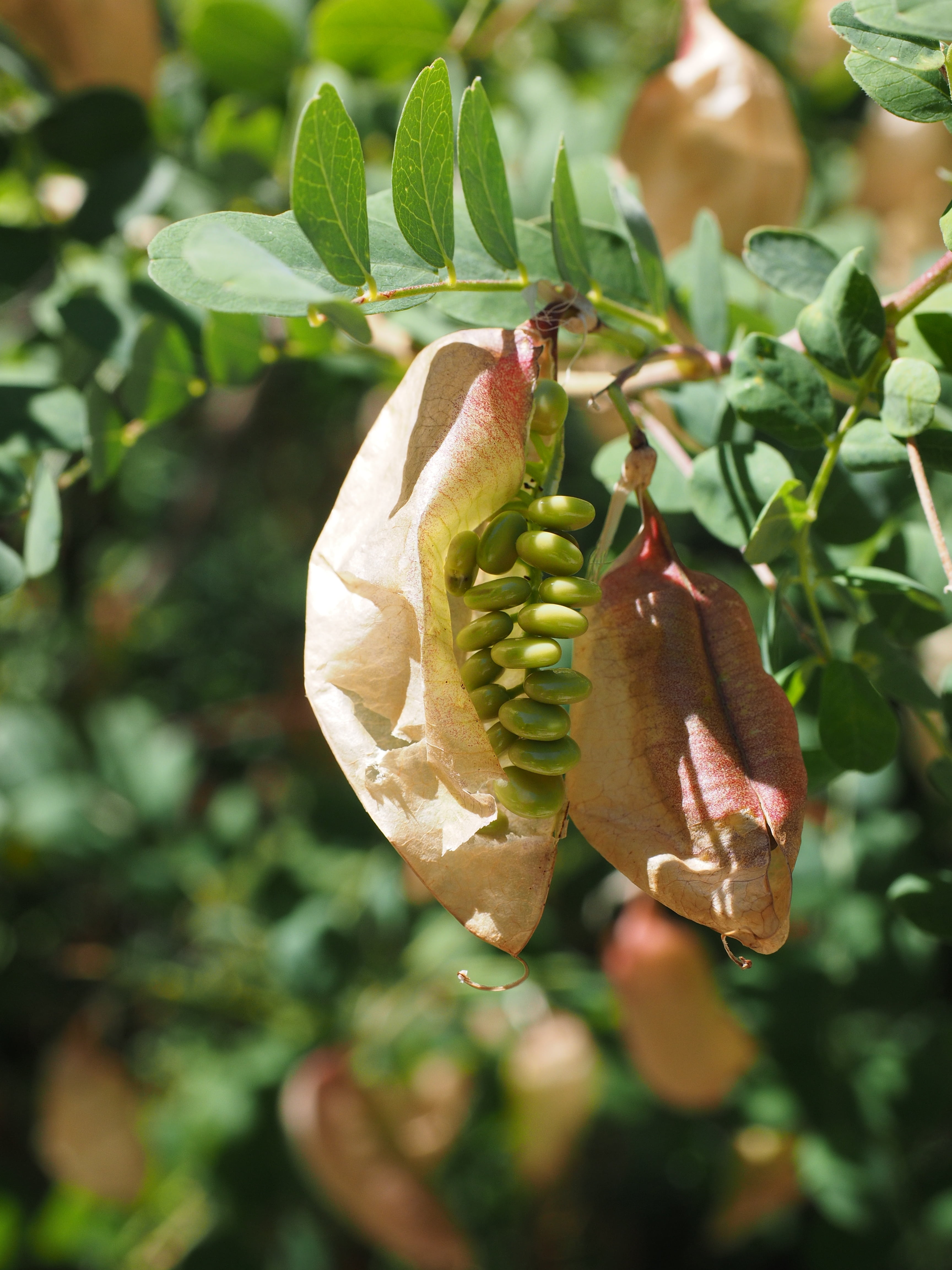 legumes, faboideae, plant, day, light brown, focus on foreground, vesicular bolls, no people, seeds, fruits, sleeve, bubble caps, poisonous plant, blow-fruits, Phone HD Wallpaper