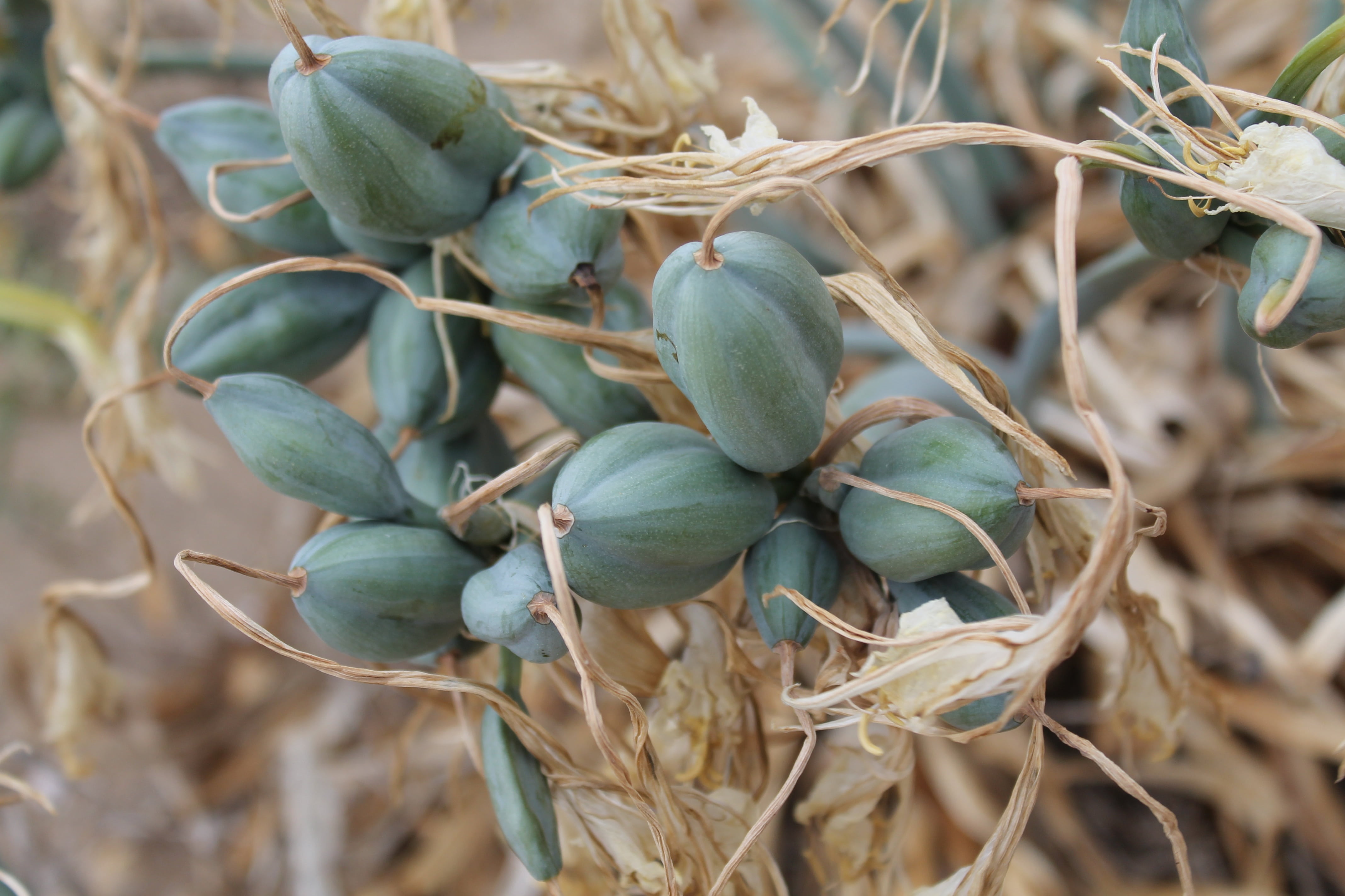 seeds, fruit, tree, beauty in nature, nature, focus on foreground, plant part, food and drink, close-up, plant, agriculture, food, wilted plant, healthy eating, HD Wallpaper