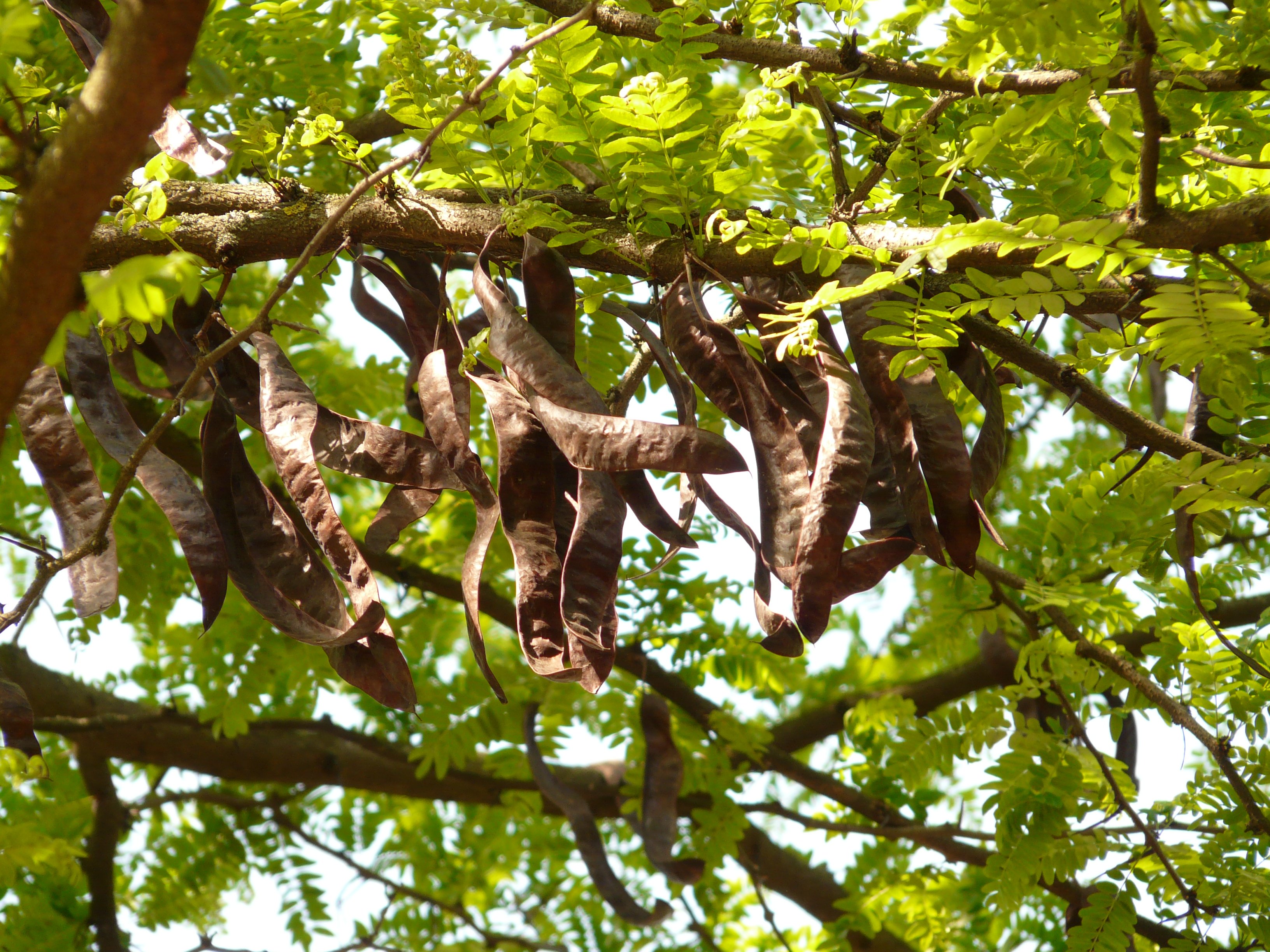 outdoors, day, beauty in nature, directly below, boll, 2K, seeds, leaves, nature, leaf, mammal, carob, animal, branch, legumes, green color, plant part, HD Wallpaper