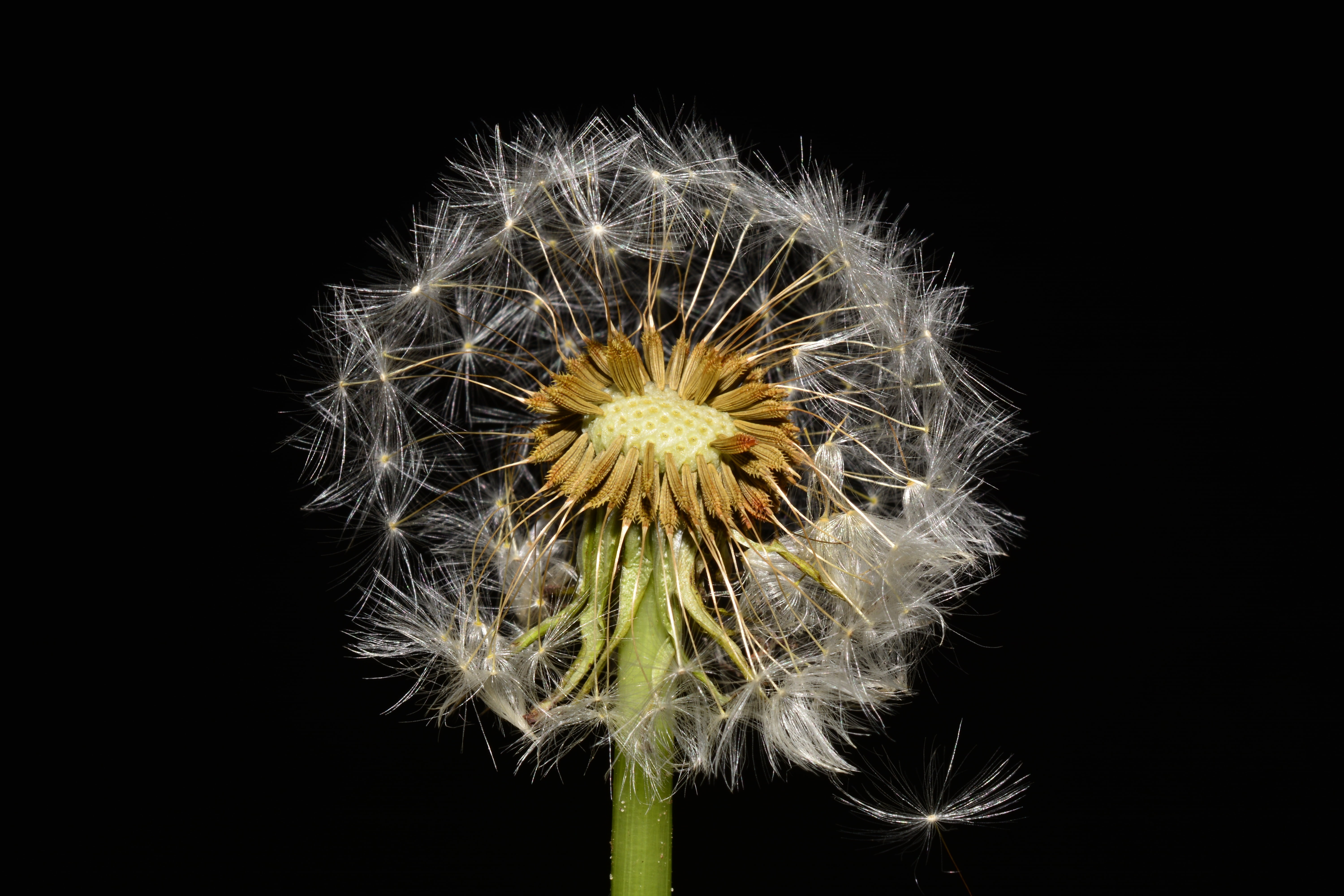 dandelion seed, meadow, seed, dandelion, multiplication, studio shot, freshness, flower head, summer, plant, flower, 5K, nature, boll, uncultivated, vulnerability, HD Wallpaper