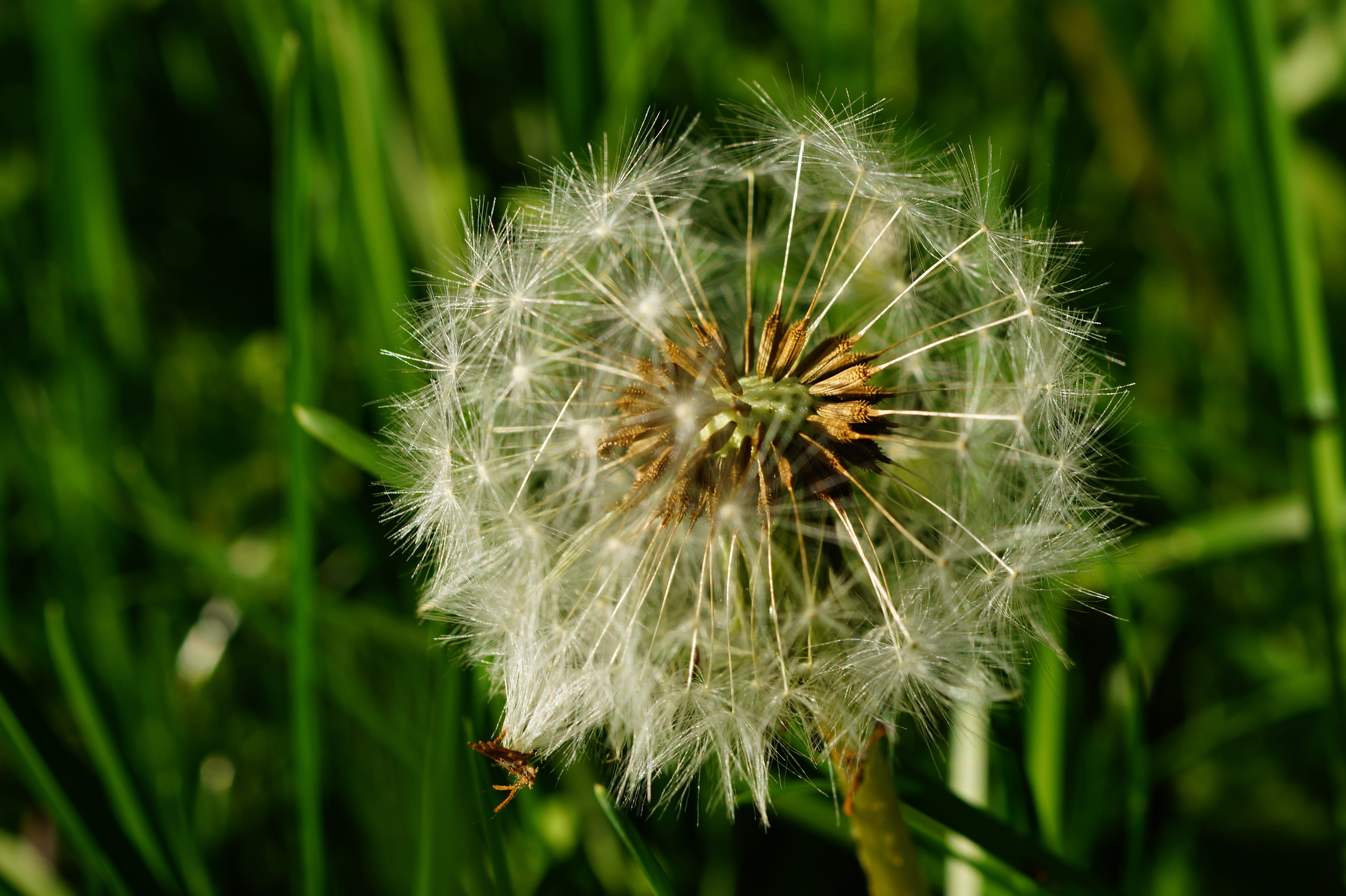 multiplication, fragility, inflorescence, flowering plant, close-up, flower, plant, beauty in nature, flower head, focus on foreground, 5K, nature, dandelion seed, HD Wallpaper