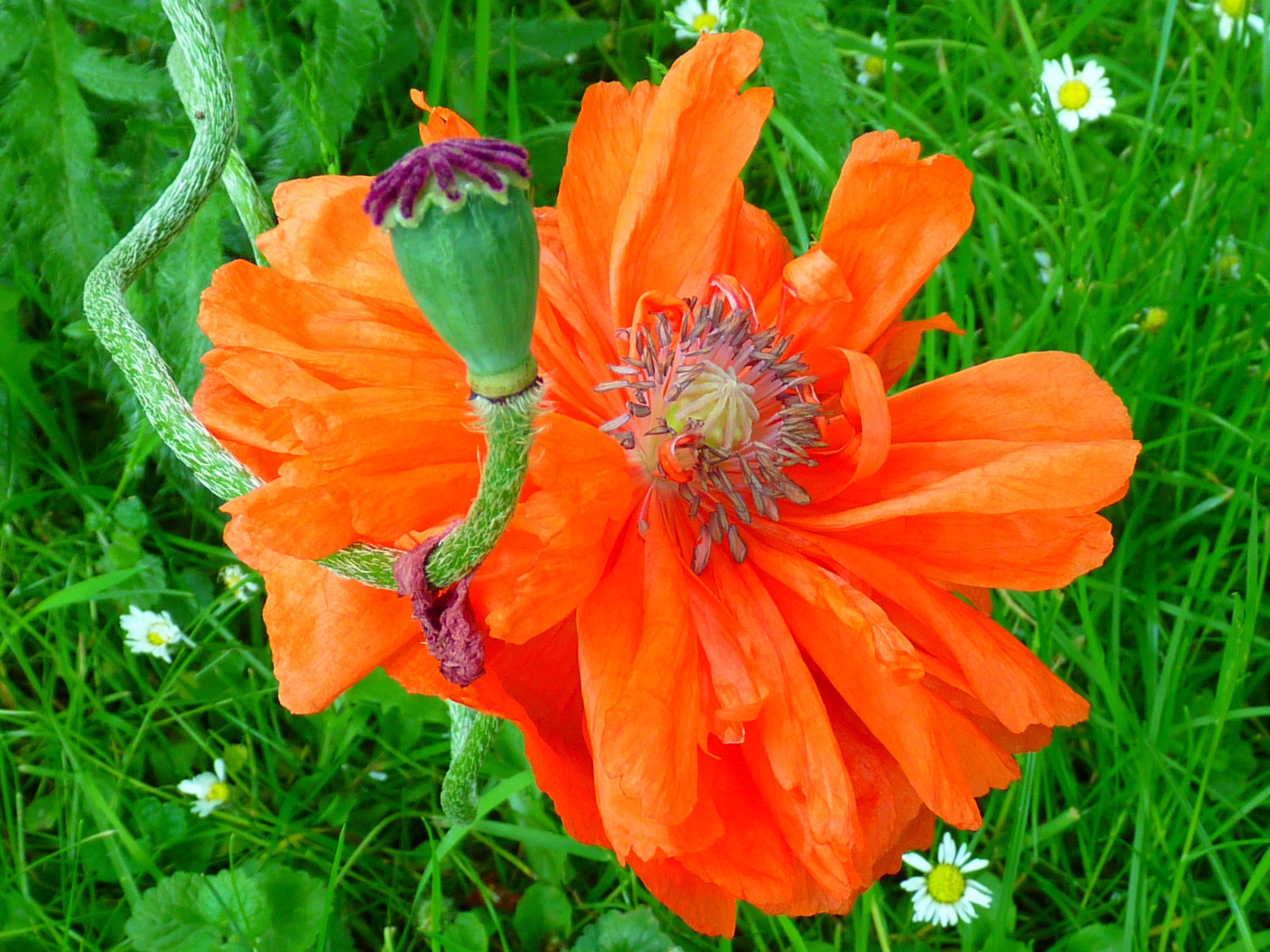 day, petal, flower head, beauty in nature, red, flowering plant, orange, land, flower, 4K, orange color, nature, poppy, bloom, close-up, boll, freshness, HD Wallpaper