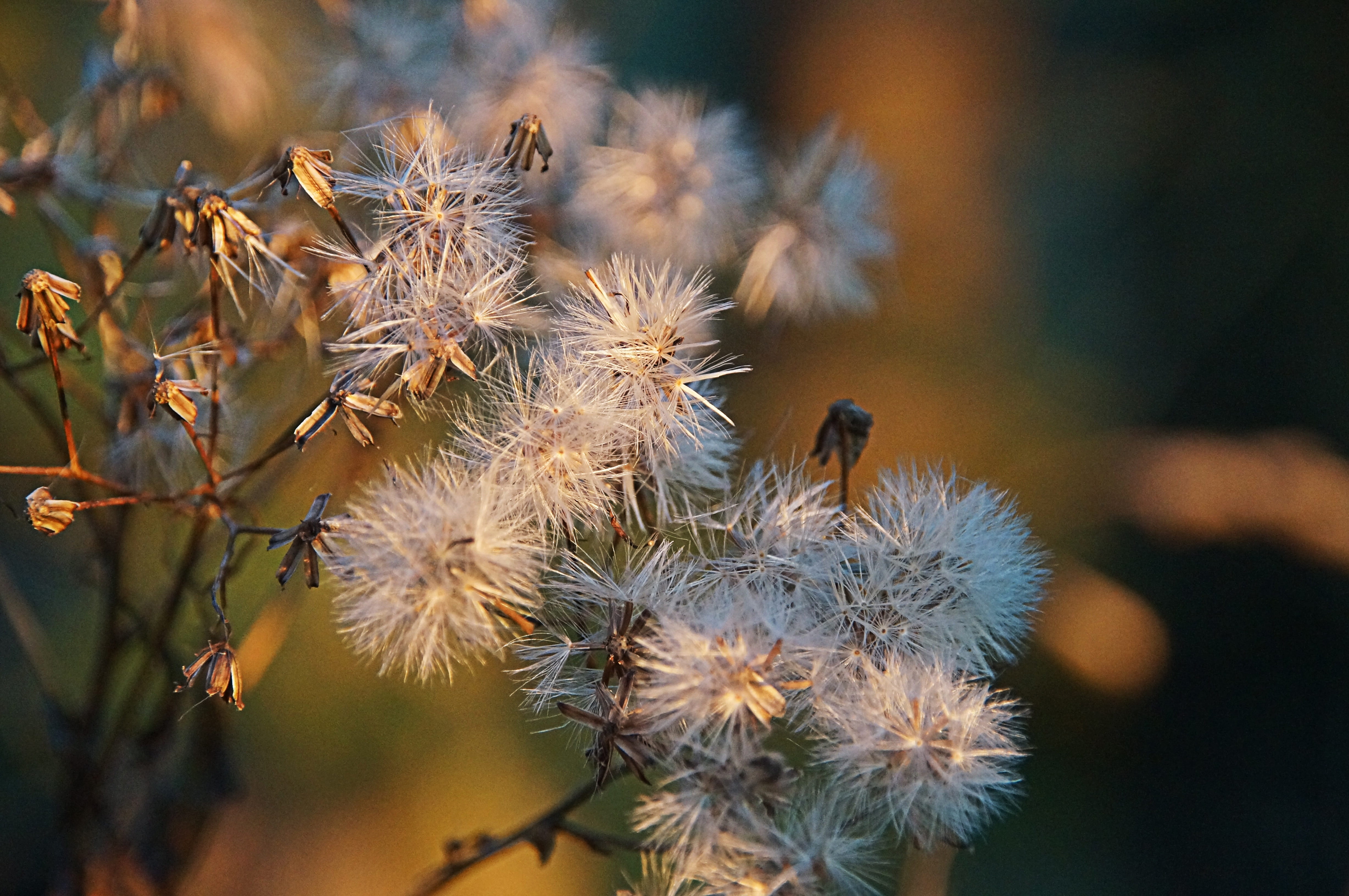 tree, no people, pine tree, flowering plant, autumn, day, freshness, flying seeds, white, flower, boll, focus on foreground, growth, food and drink, soil plant, HD Wallpaper