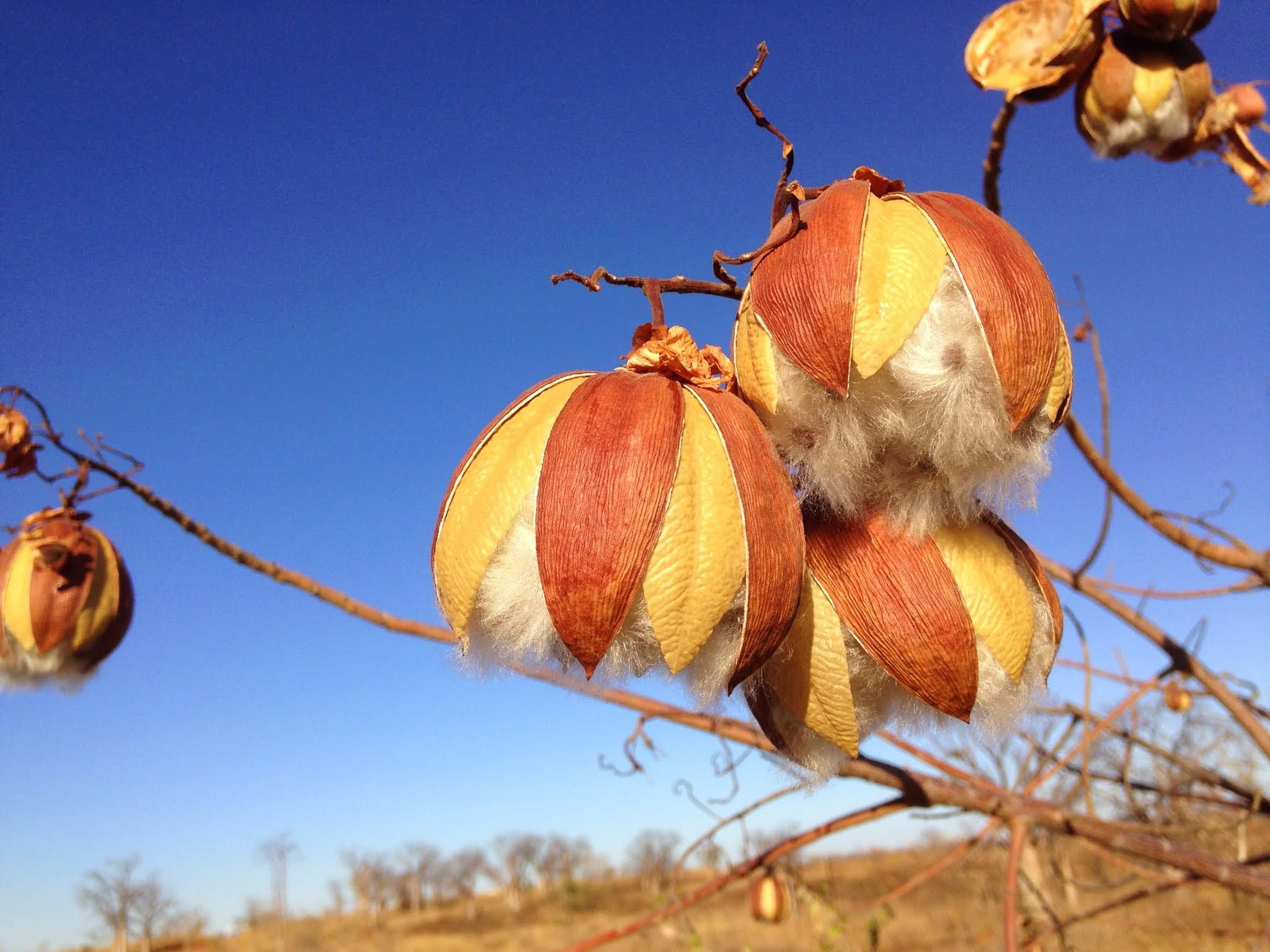 low angle view, sky, autumn, outback, clear sky, orange color, focus on foreground, day, ripe, food and drink, tree, group of objects, seed capsule, nature, HD Wallpaper