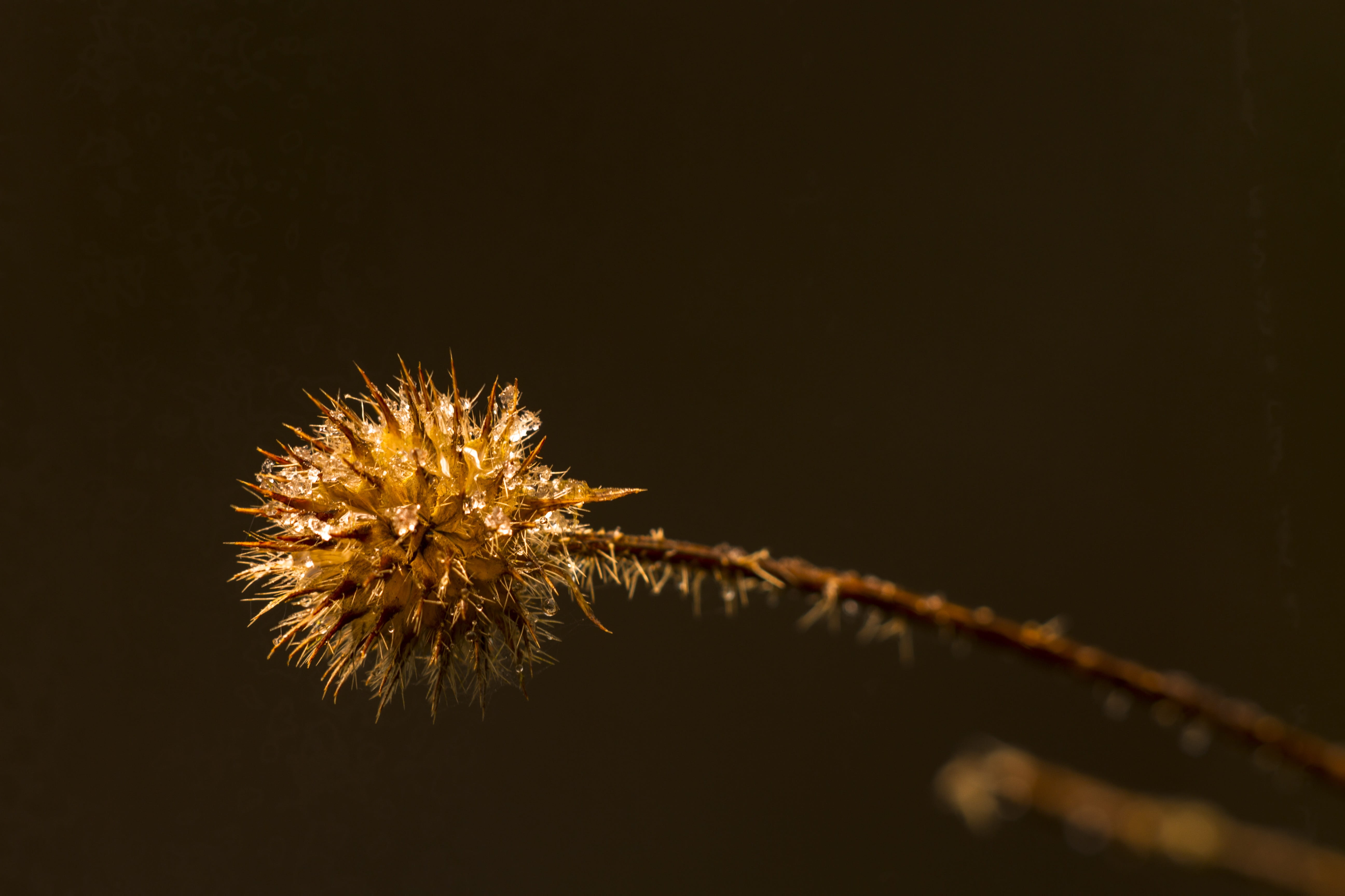 no people, night, eiskristalle, black background, flower, vulnerability, studio shot, flower head, plant stem, faded, dandelion seed, freshness, 5K, fragility, HD Wallpaper