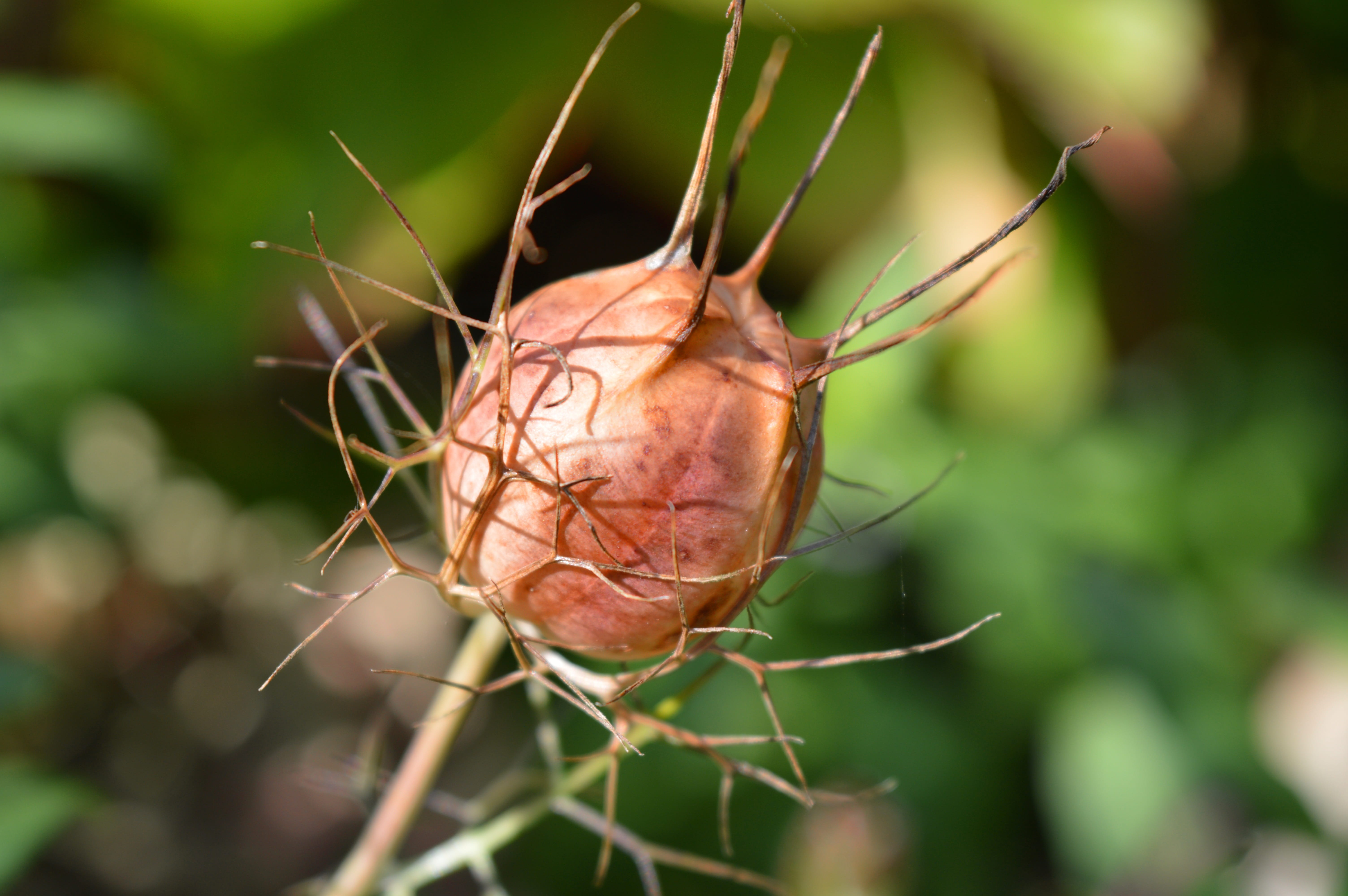 selective focus, plant, outdoors, focus on foreground, dead plant, dry, spider web, vulnerability, close up, beauty in nature, late summer, dried plant, HD Wallpaper