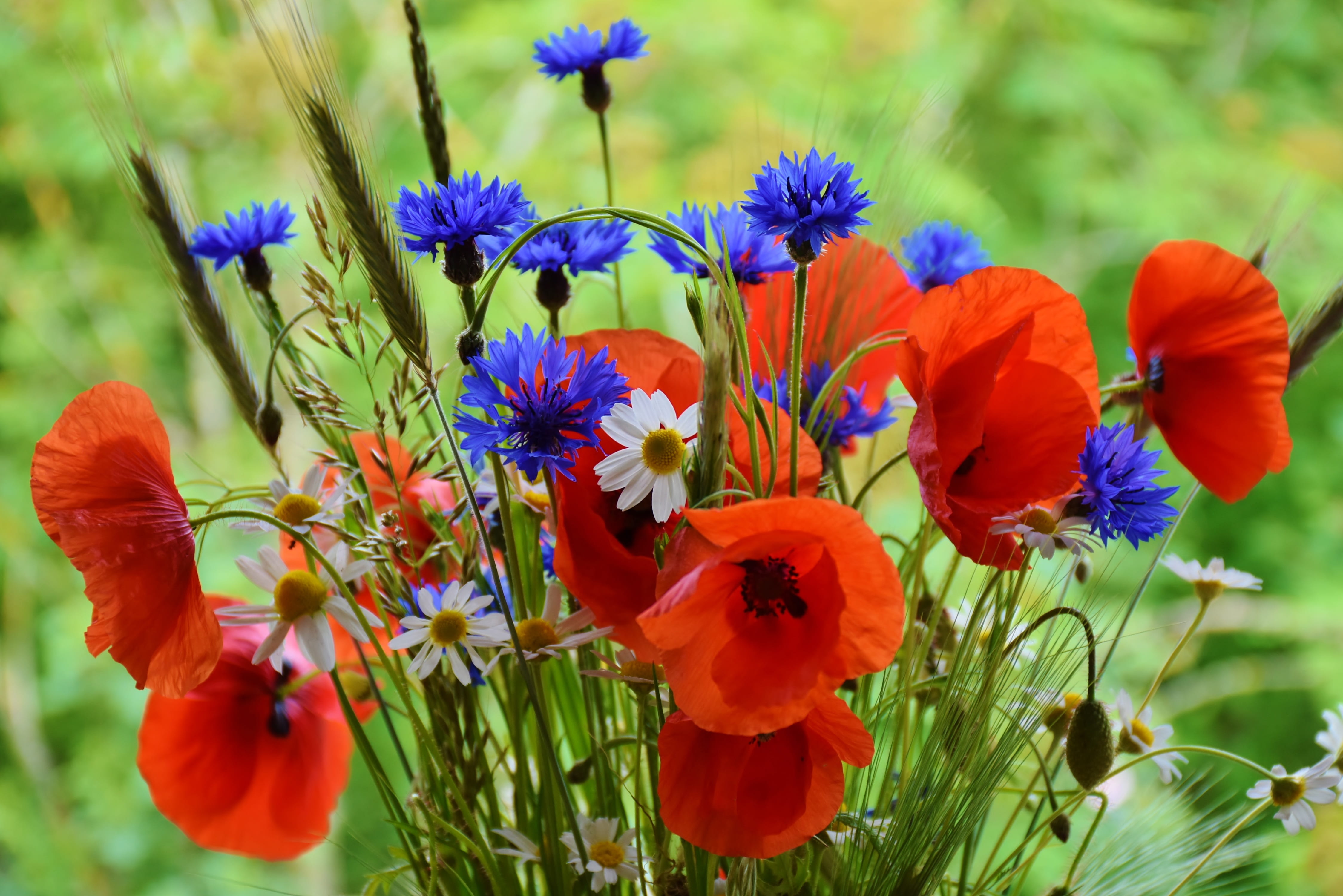 close-up, poppy, red, poppies, fragility, bouquet, flowers, day, pollen, flower head, purple, field, wild flowers, close, beauty in nature, spring, blue, HD Wallpaper