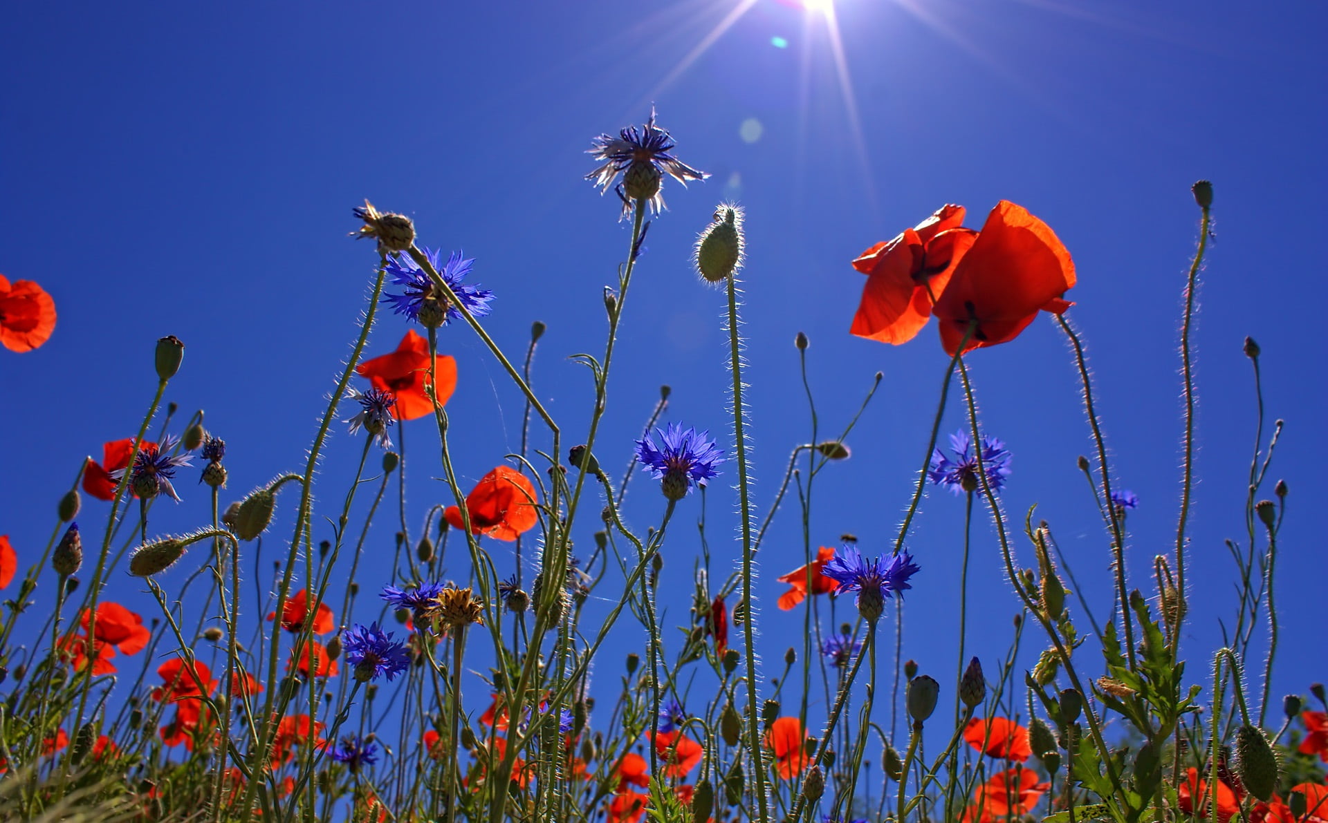 faded, cereals, rural Scene, clustered, plant, summer meadow, flowers, field, field of poppies, meadow, mohngewaechs, tranquility, land, close, blossomed, HD Wallpaper