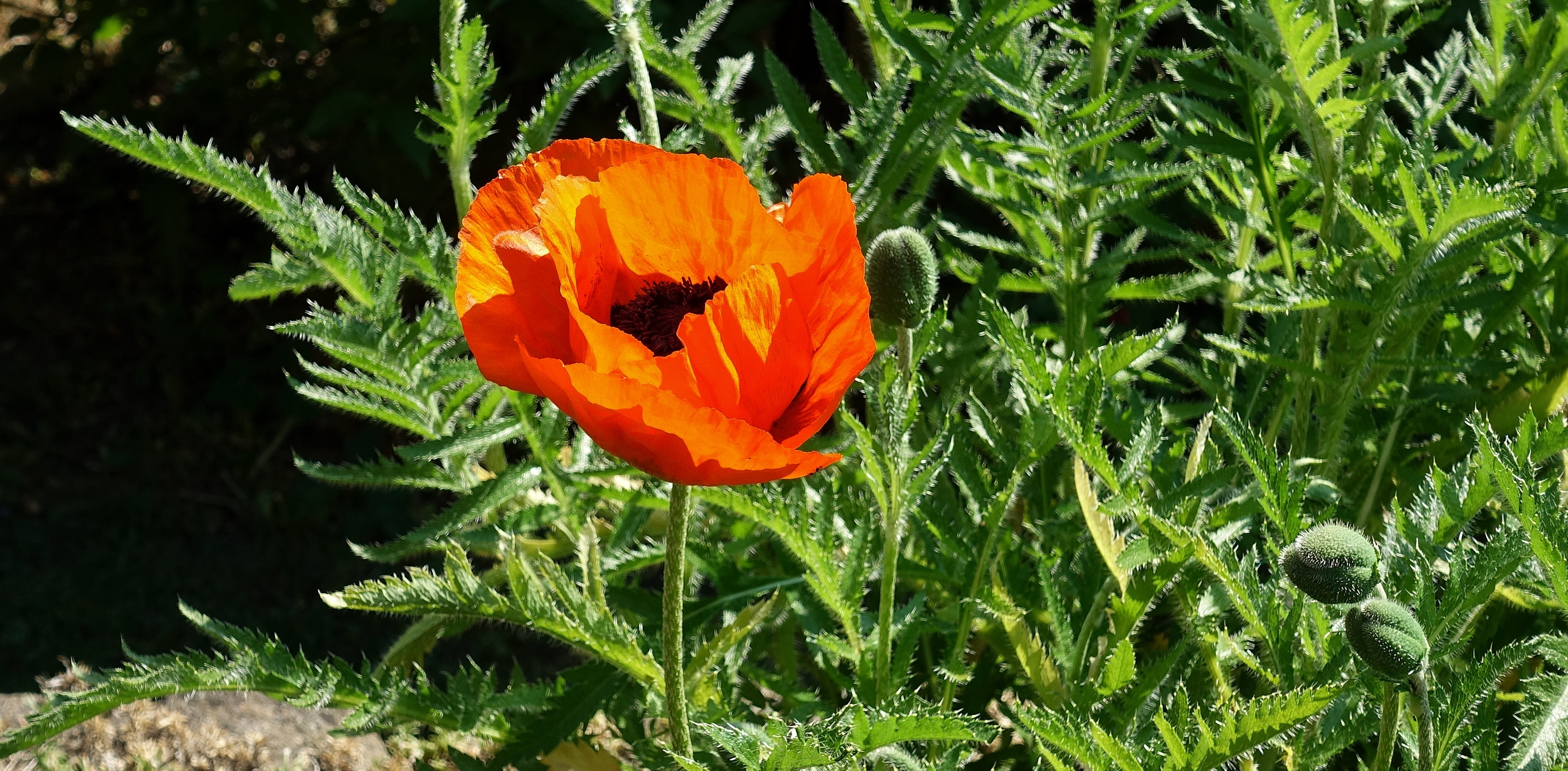 summer, green, 4K, close-up, focus on foreground, orange, color, outdoors, klatschmohn, flowering plant, flower head, bloom, vulnerability, red, inflorescence, HD Wallpaper