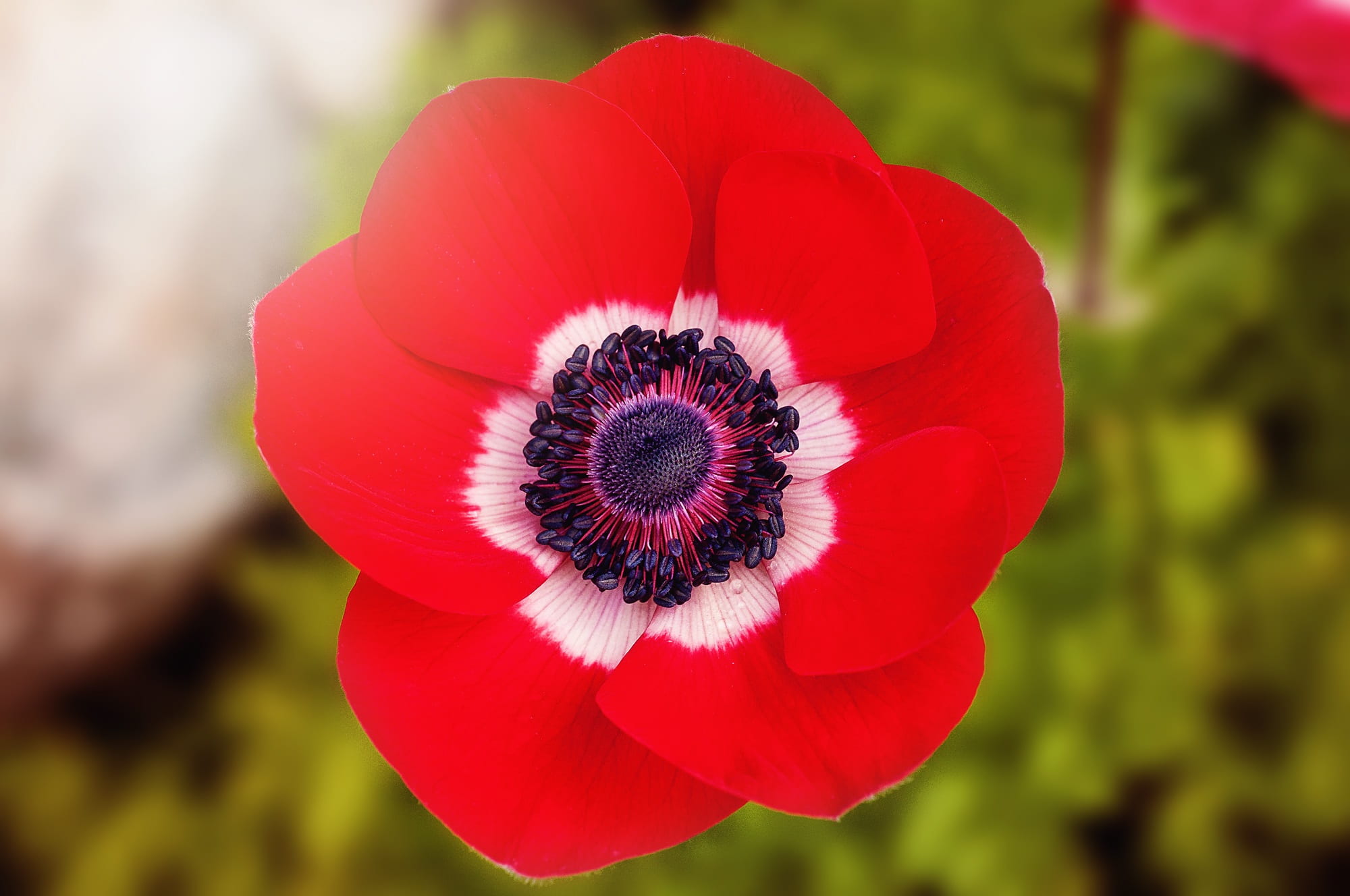 petal, growth, gardening, flowering plant, 1080P, flower head, day, beauty, close, focus on foreground, anemone, wild flower, close-up, vulnerability, HD Wallpaper