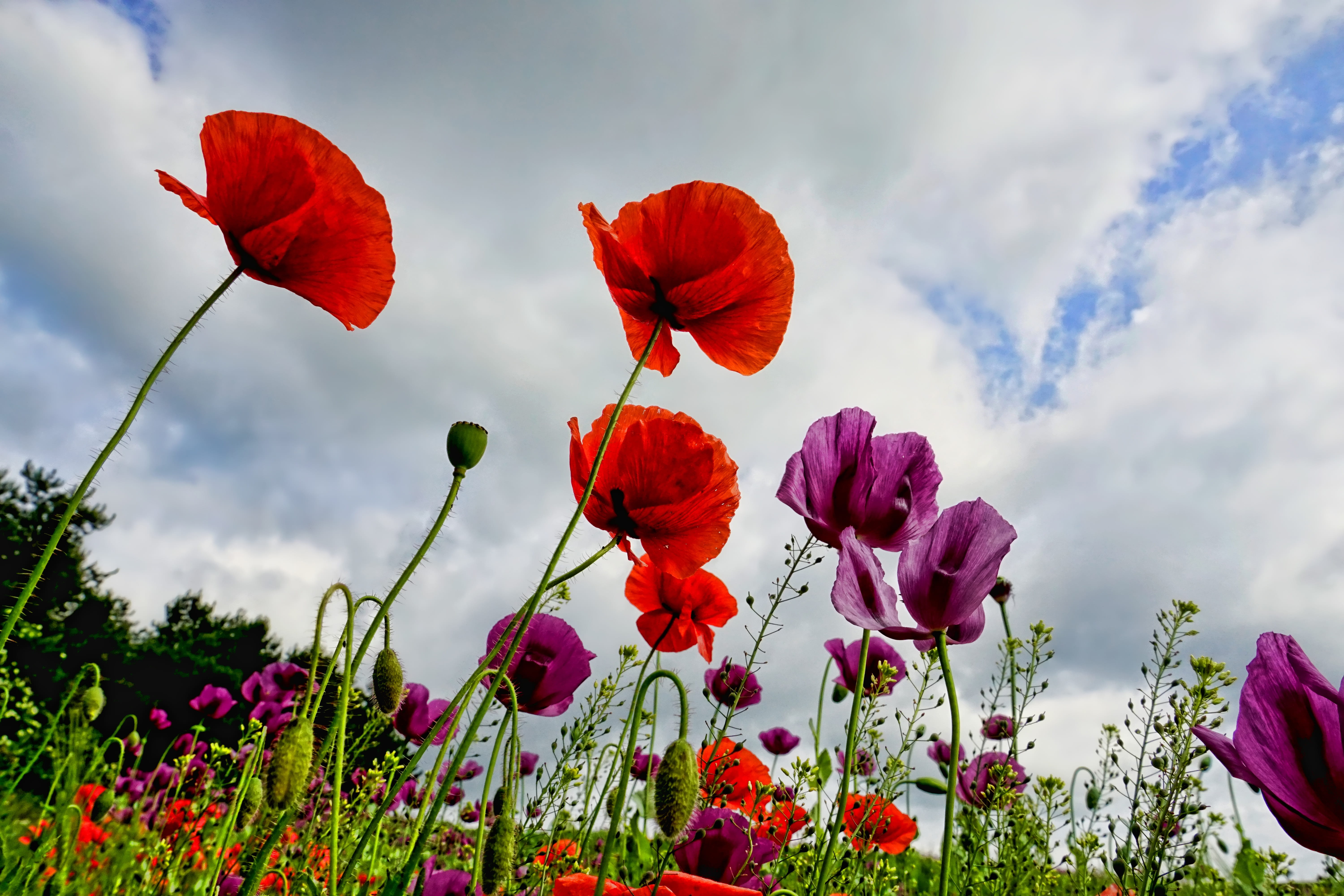 5K, spring, plant, flowering plant, dramatic, petaled, flower head, outdoors, tulip, mohngewaechs, flower, petal, flowers, vulnerability, botany, photo, HD Wallpaper