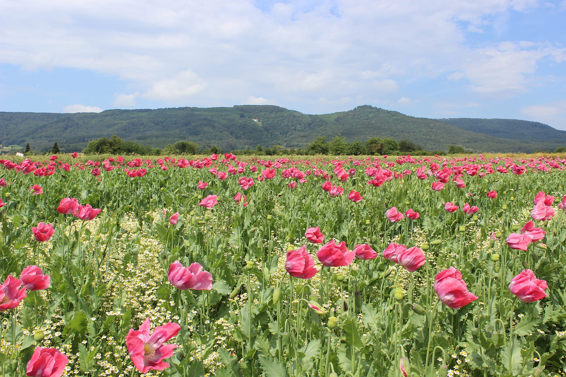 cloud - sky, flowering plant, tranquility, vulnerability, poppy flower, growth, scenics - nature, beauty in nature, 1080P, pink color, flowerbed, mohngewaechs, HD Wallpaper