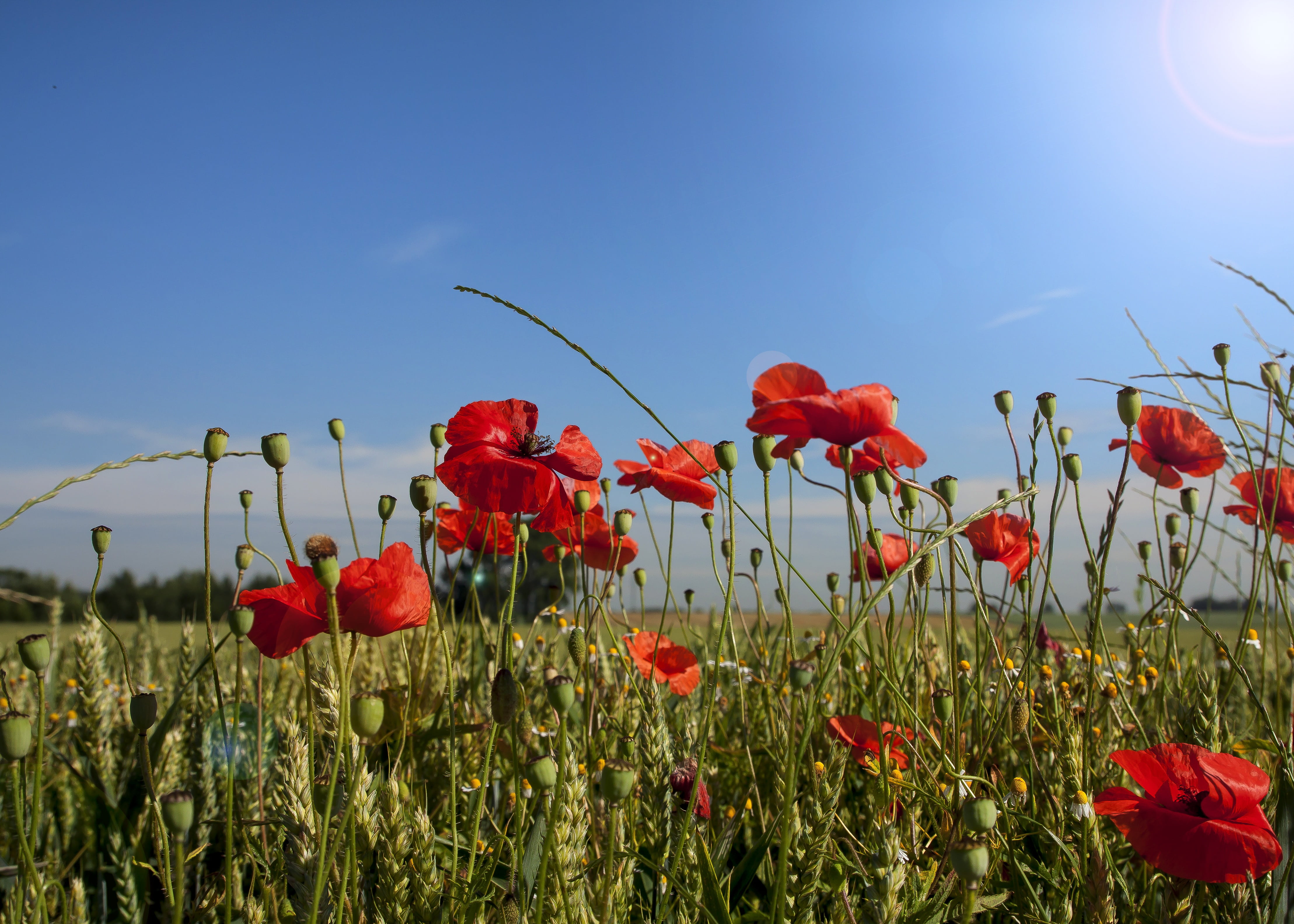 flower, red poppy, field, green, 4K, flowering plant, flower head, freshness, papaver, clear sky, spring, poppies, sea of flowers, pointed flower, nature, HD Wallpaper