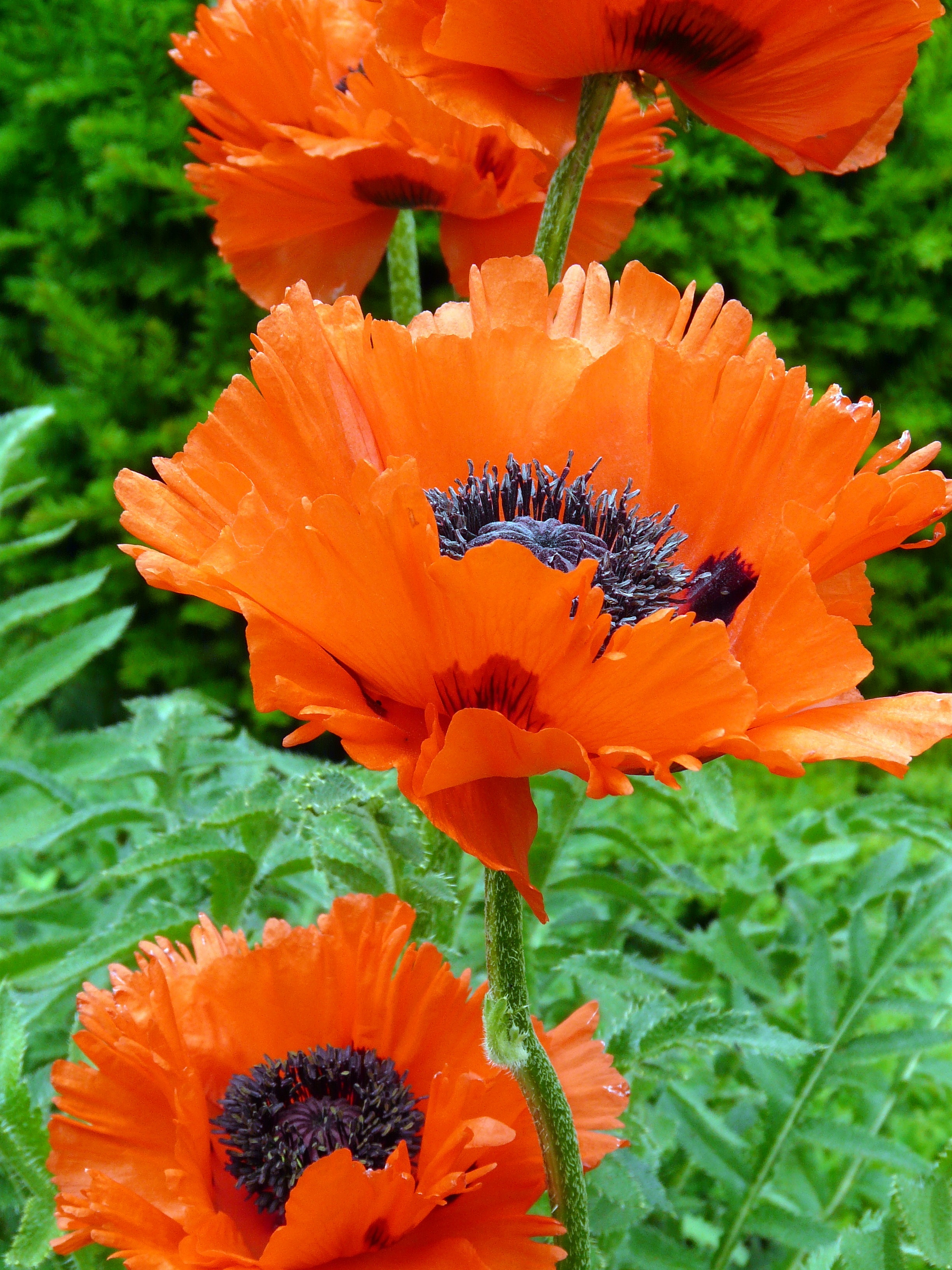 beautiful, flower head, freshness, beauty in nature, petal, fragility, plant, growth, vulnerability, leaf, poppy flower, orange color, close-up, plant part, Phone HD Wallpaper