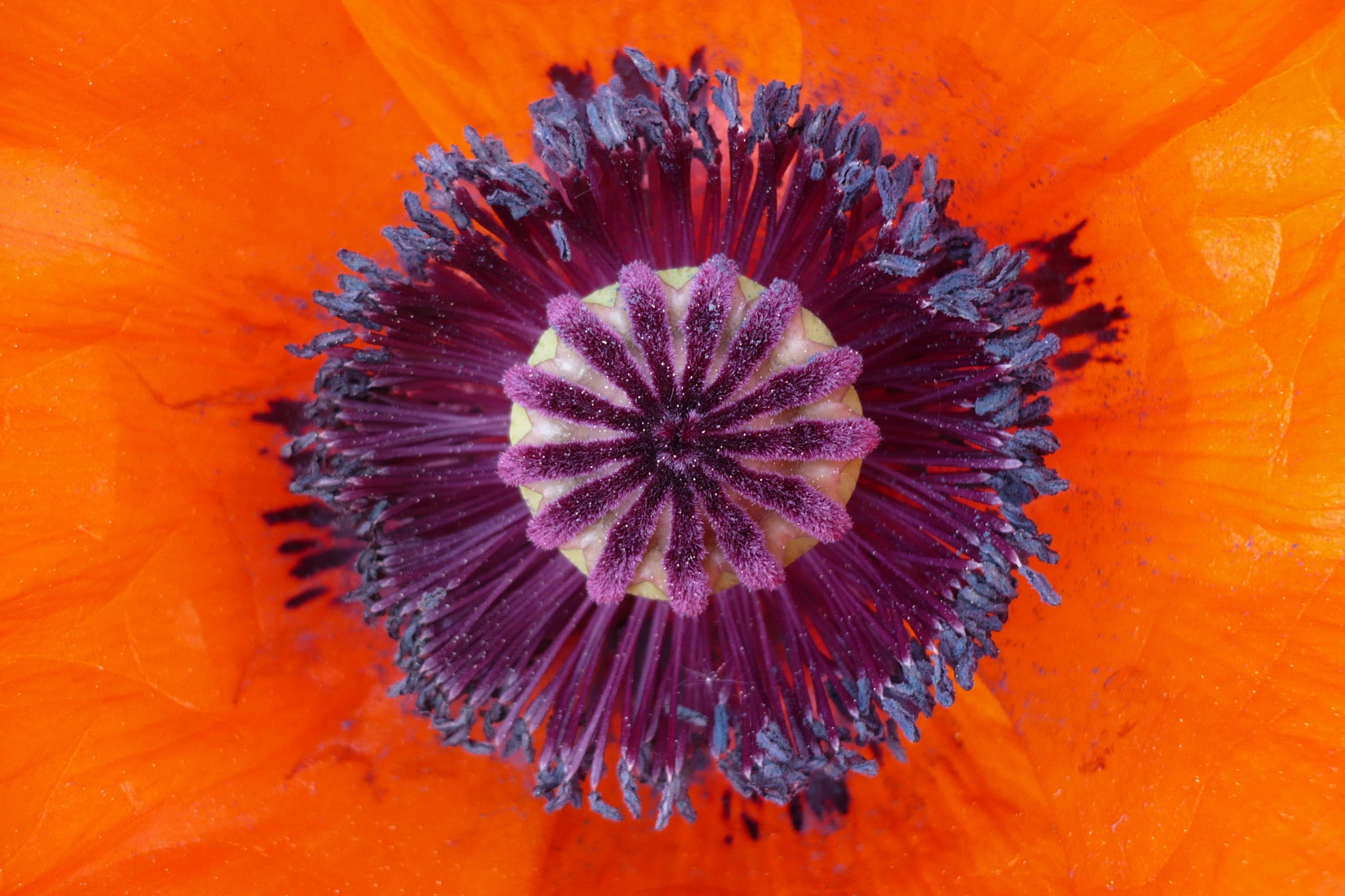 close up, vulnerability, nature, beauty in nature, inflorescence, plant, macro, mohngewaechs, fragility, petal, pollen, extreme close-up, close-up, flower head, HD Wallpaper