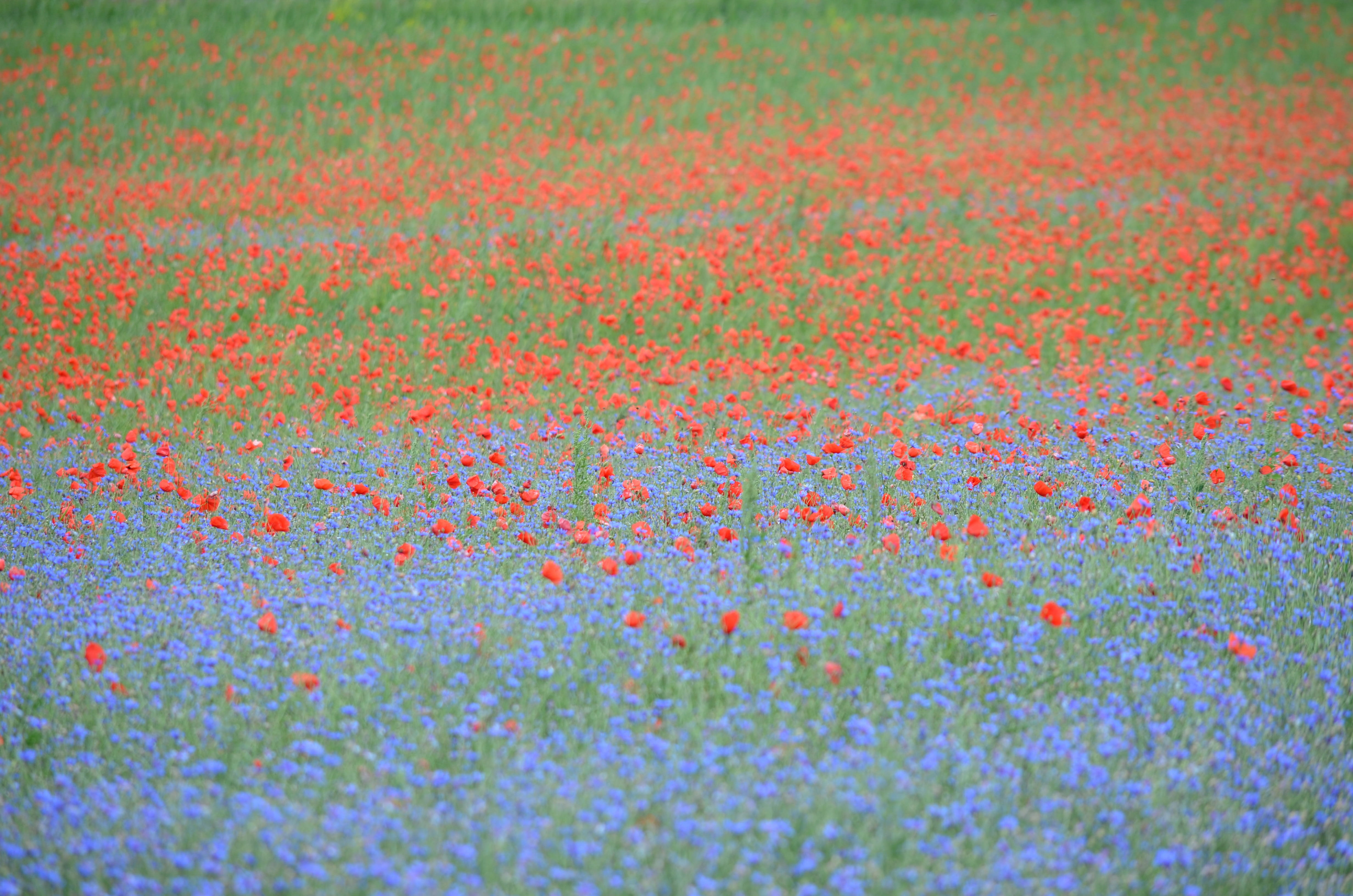 blue, studio shot, multi colored, white color, poppy flower, colorful, sport, 4K, bloom, poppies, textured, klatschmohn, magnification, textile, selective focus, HD Wallpaper