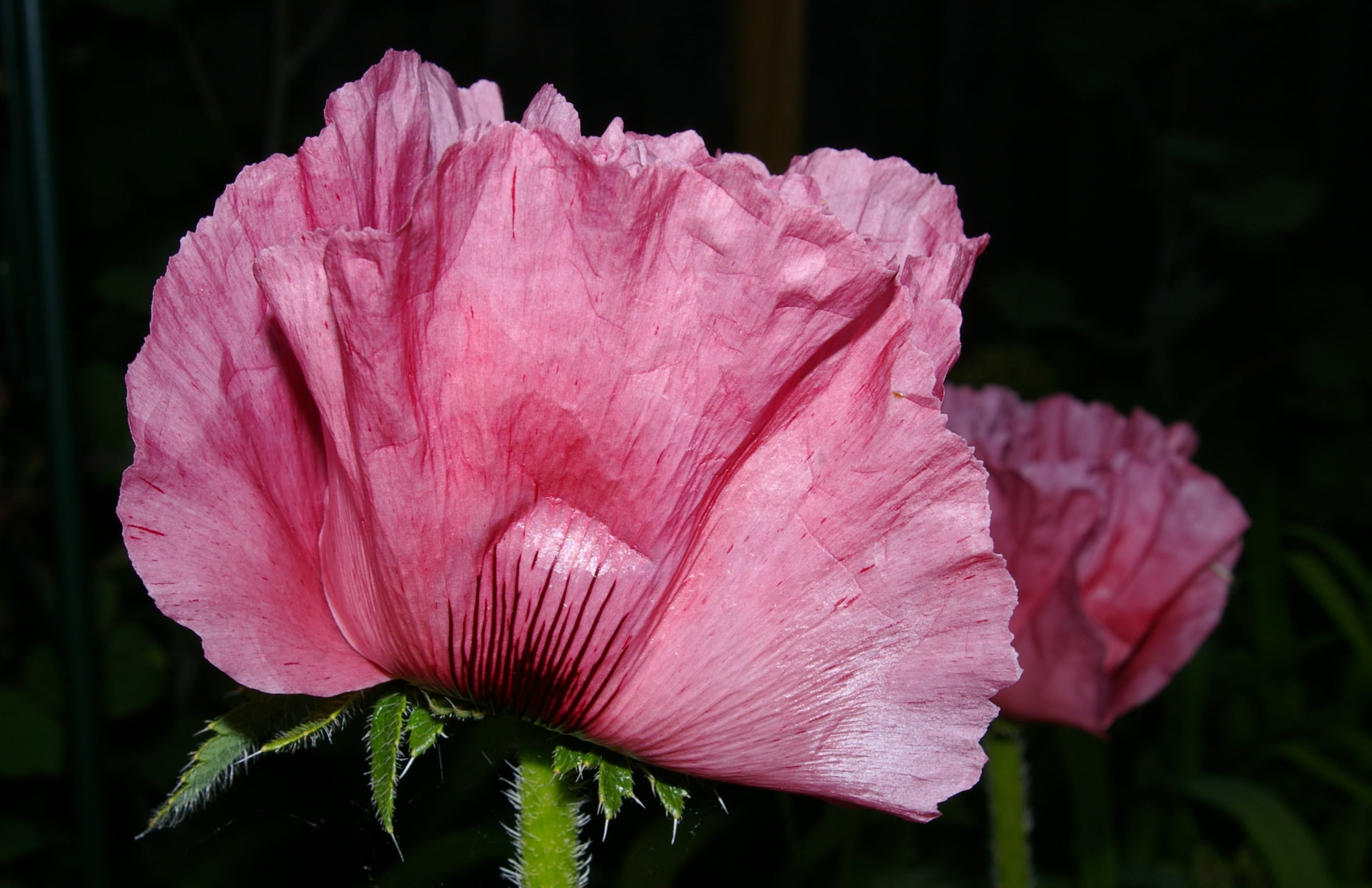 outdoors, flora, mohngewaechs, plant, colorful, petal, pink color, flowering plant, flower head, pollen, springtime, pink poppy, nature, pink, flower, grow, HD Wallpaper