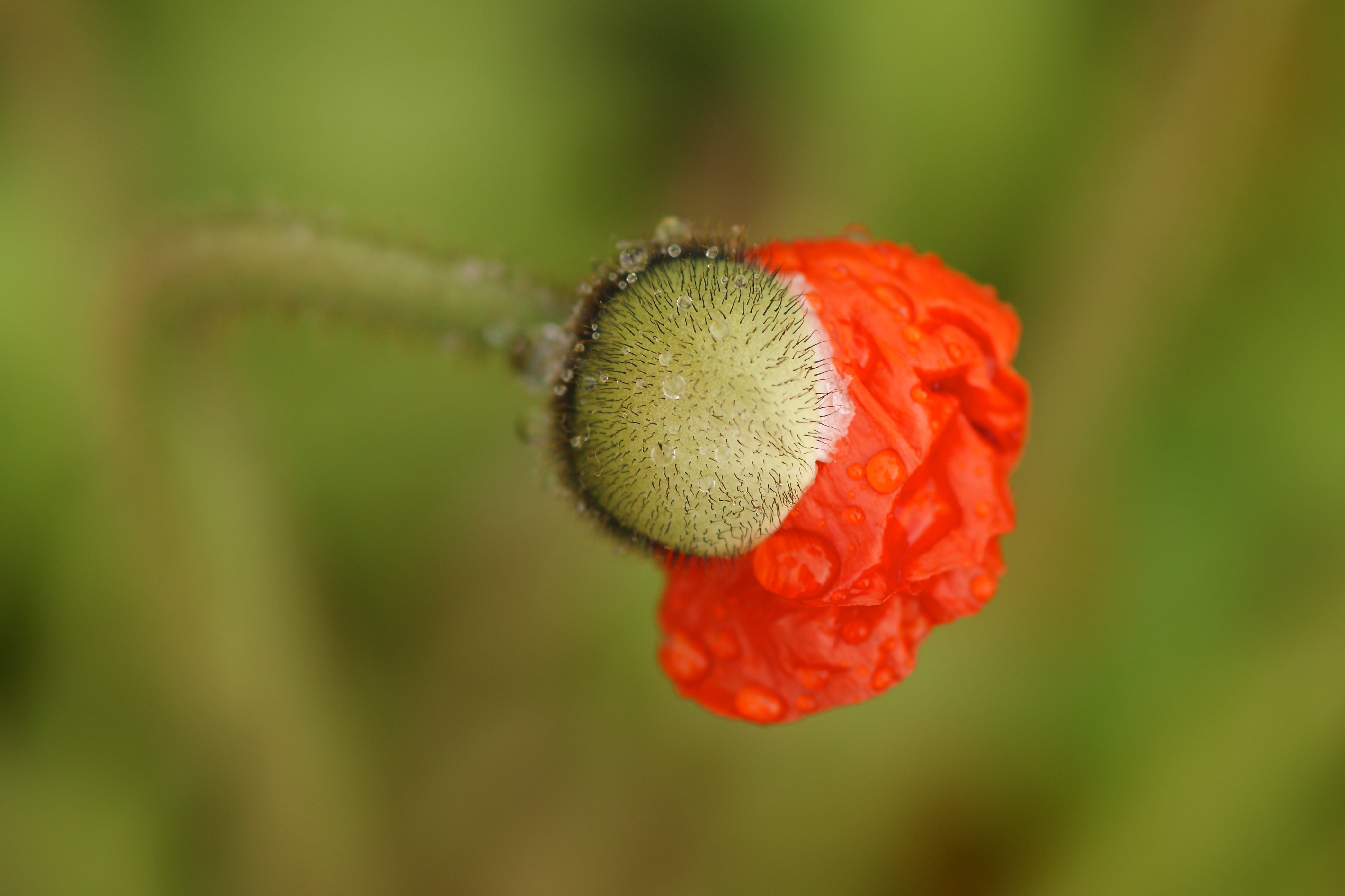 green, flowering plant, flower, outdoors, close-up, bloom, hairy, macro, plant, mohngewaechs, 4K, color, flowers, focus on foreground, red, nature, bursting, HD Wallpaper