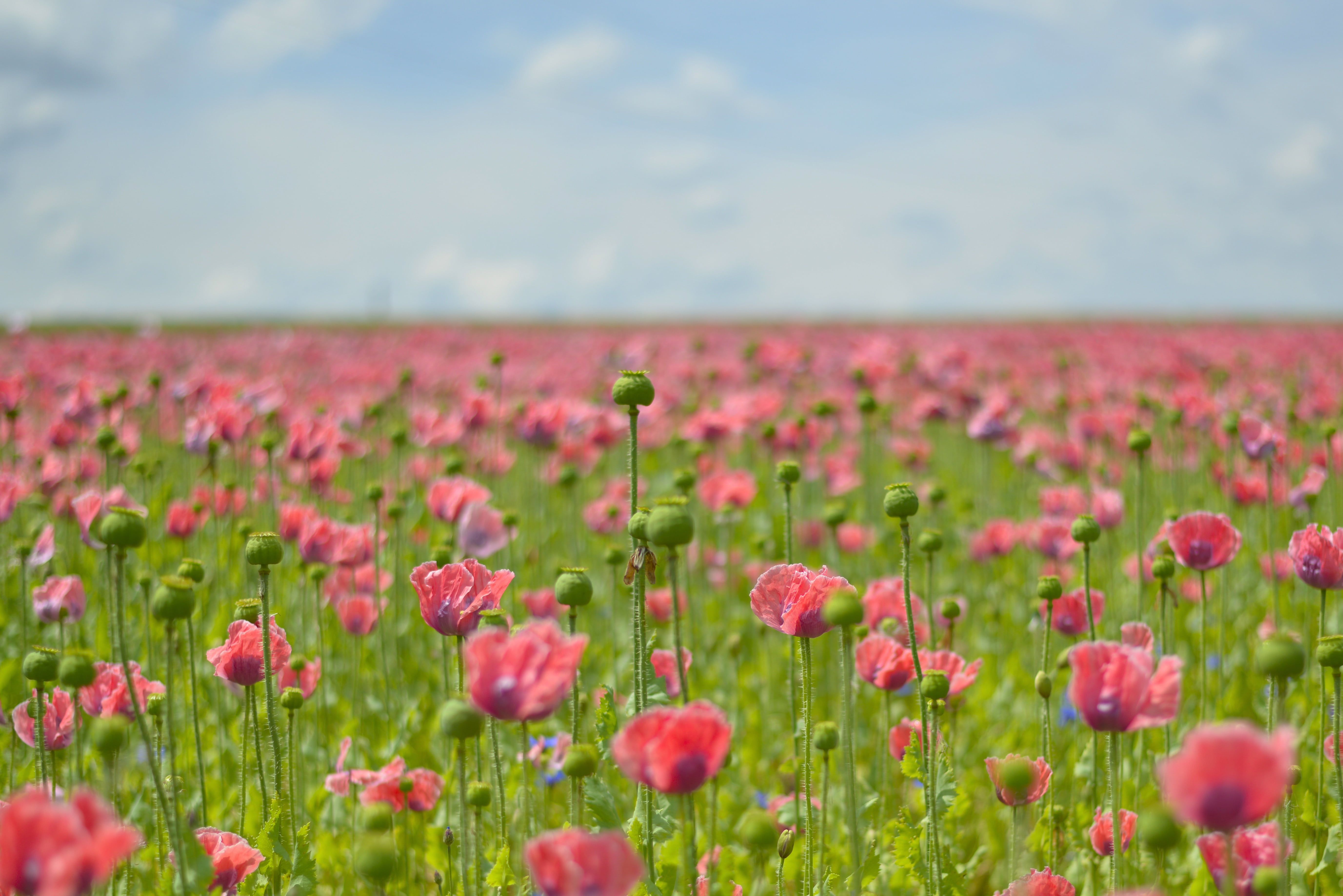 day, no people, rural scene, landscape, flower head, flowering plant, beauty in nature, freshness, violet, scenics - nature, springtime, vulnerability, HD Wallpaper