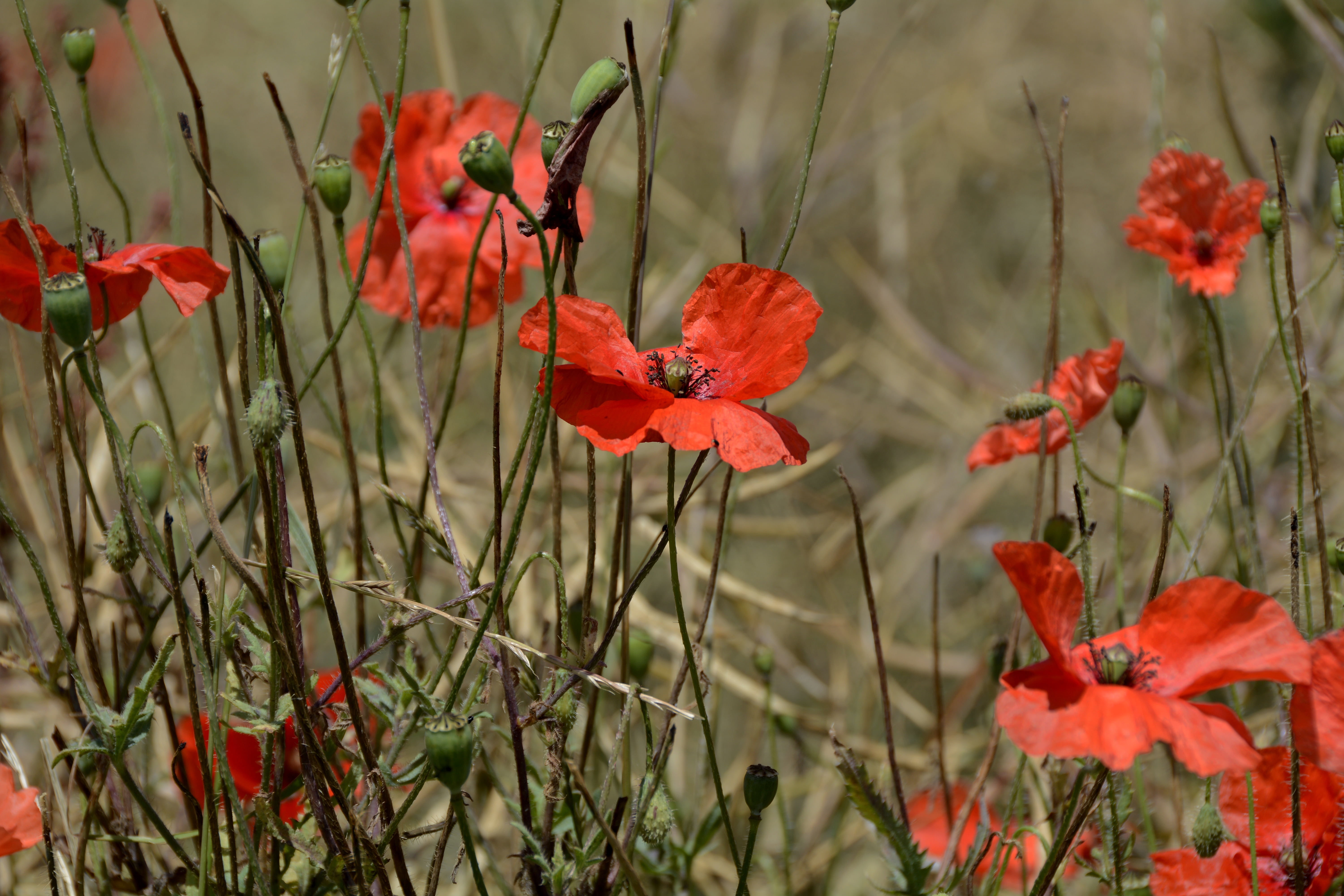 5K, ornamental plant, flower, poppy, no people, blossoms, open flower, land, outdoors, vulnerability, food plant, flower meadow, bloom, focus on foreground, HD Wallpaper