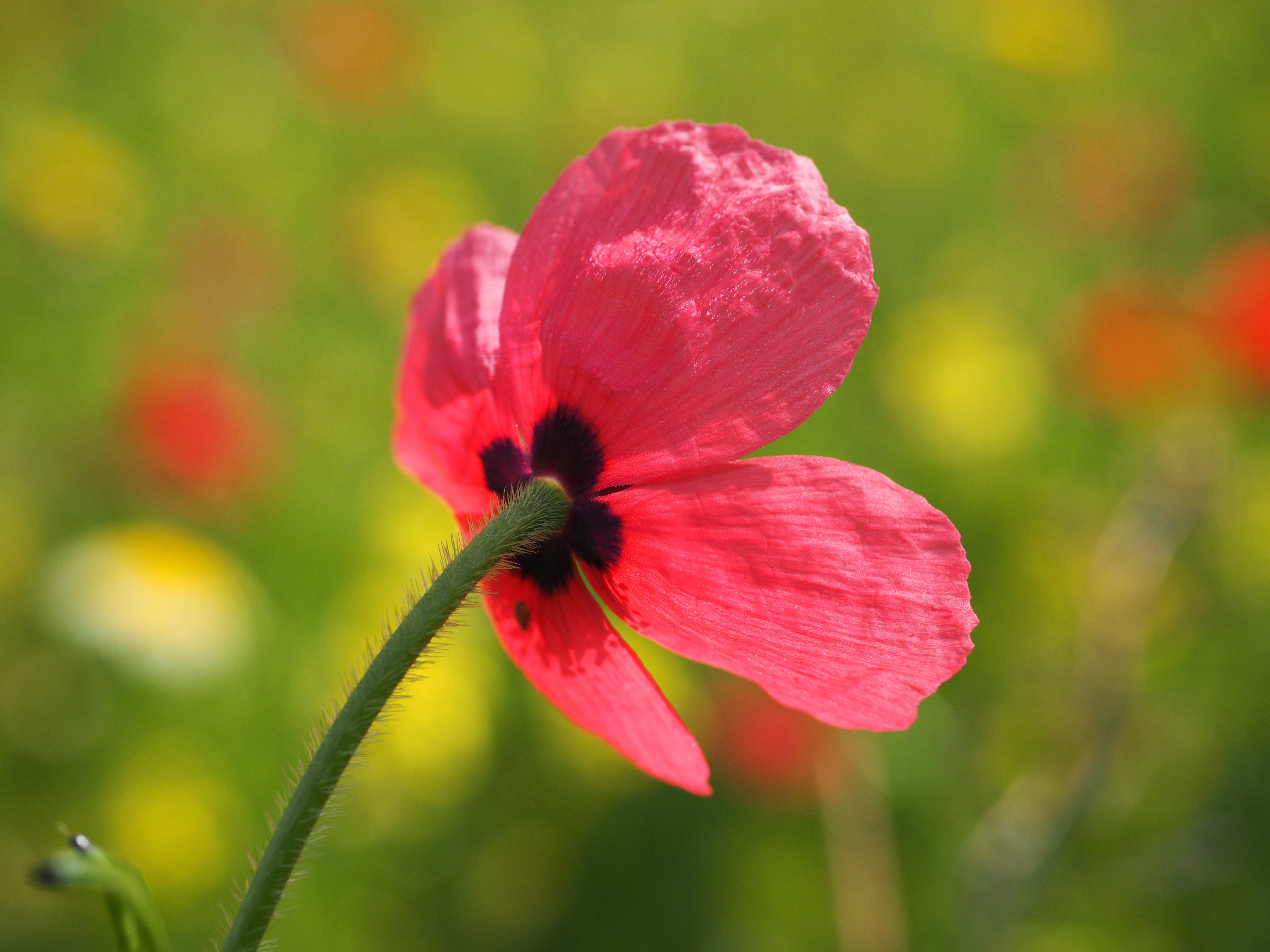poppy flower, vulnerability, klatschmohn, open flower, sepal, poppy, no people, ornamental plant, mohngewaechs, beauty in nature, blossom, outdoors, growth, HD Wallpaper