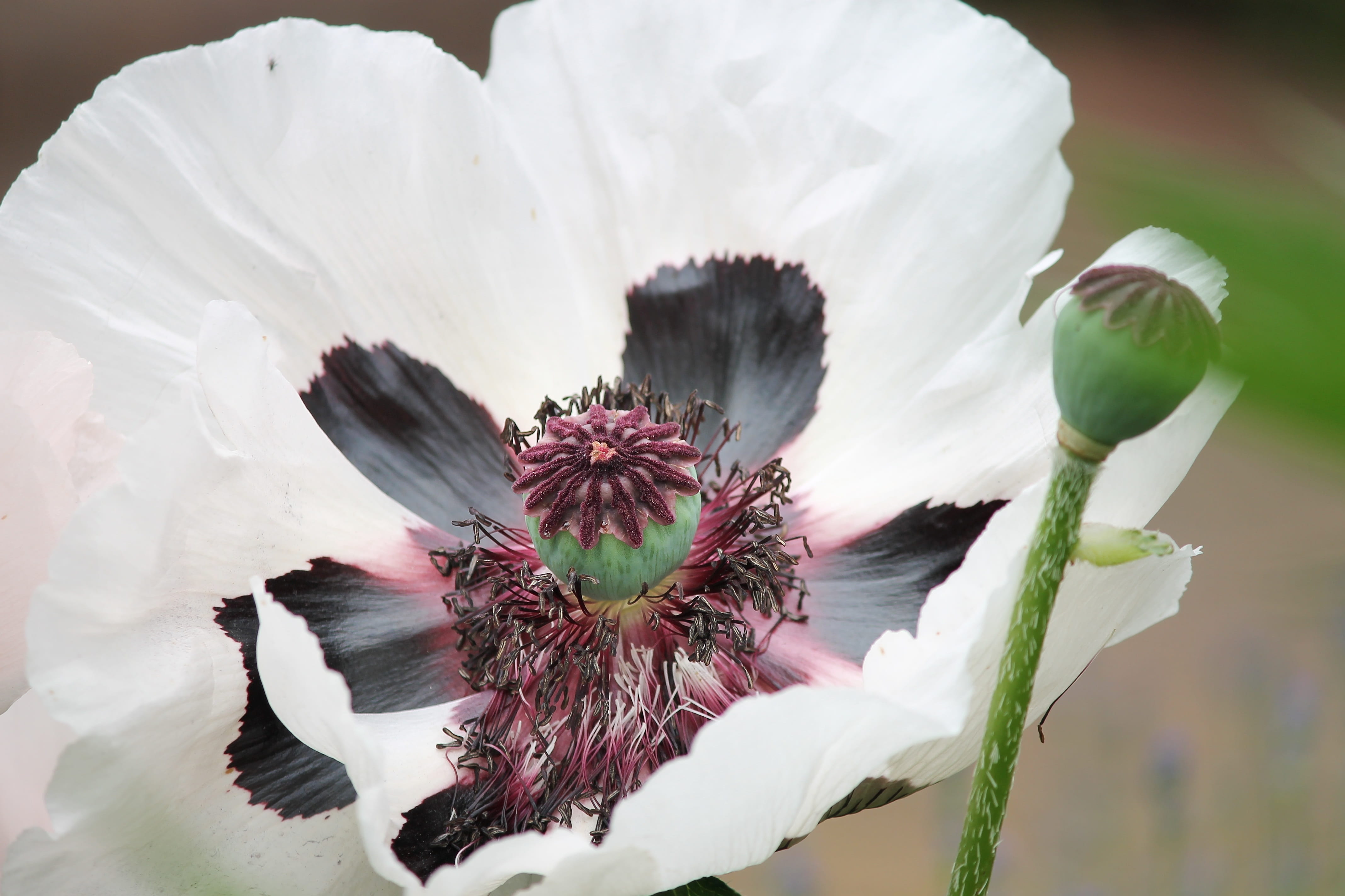 4K, carrot, growth, beauty in nature, white poppy, no people, mohngewaechs, white color, close-up, poppy, flower head, outdoors, blossoms, nature, white, HD Wallpaper