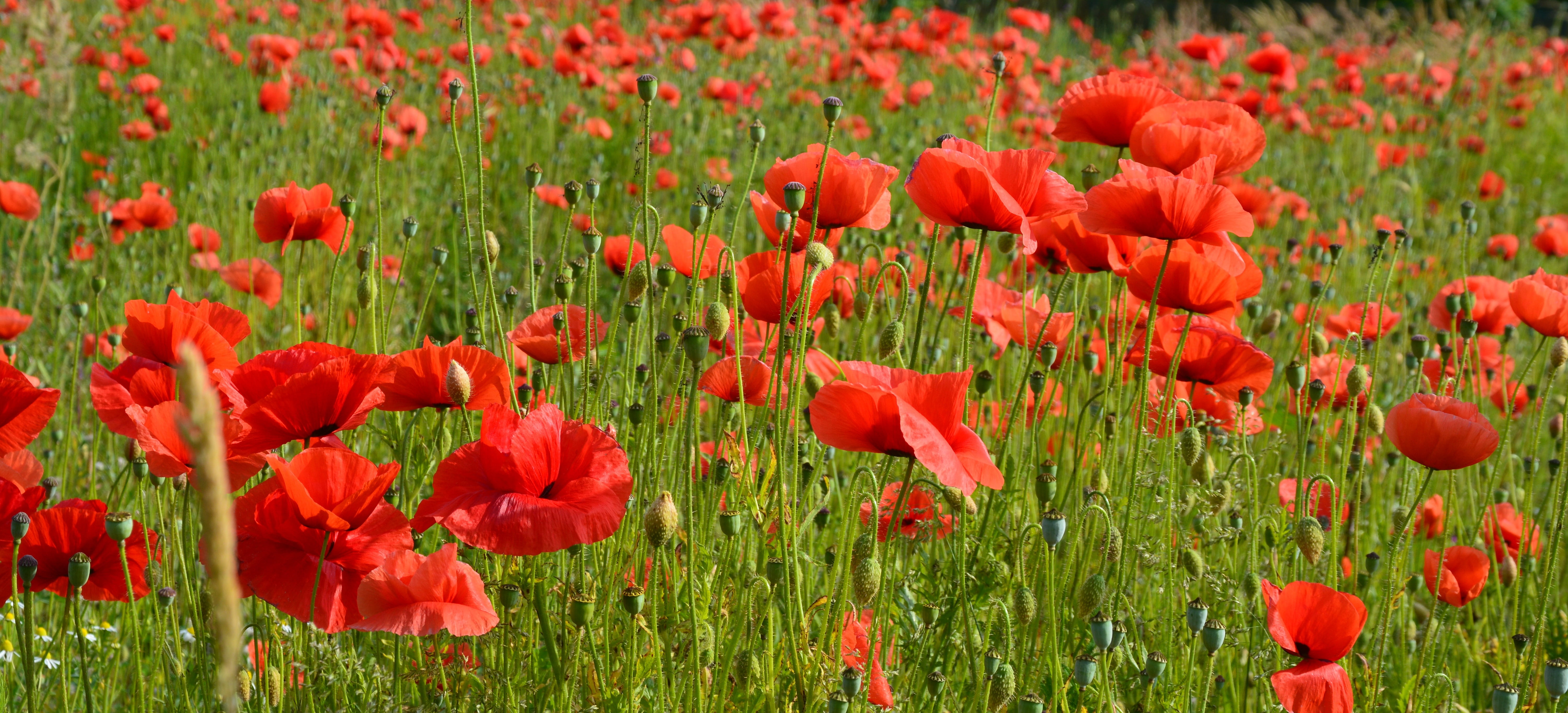 flowering plant, landscape, vulnerability, close-up, poppy, red, inflorescence, outdoors, mohngewaechs, flowerbed, red poppy, summer, no people, field of poppies, HD Wallpaper