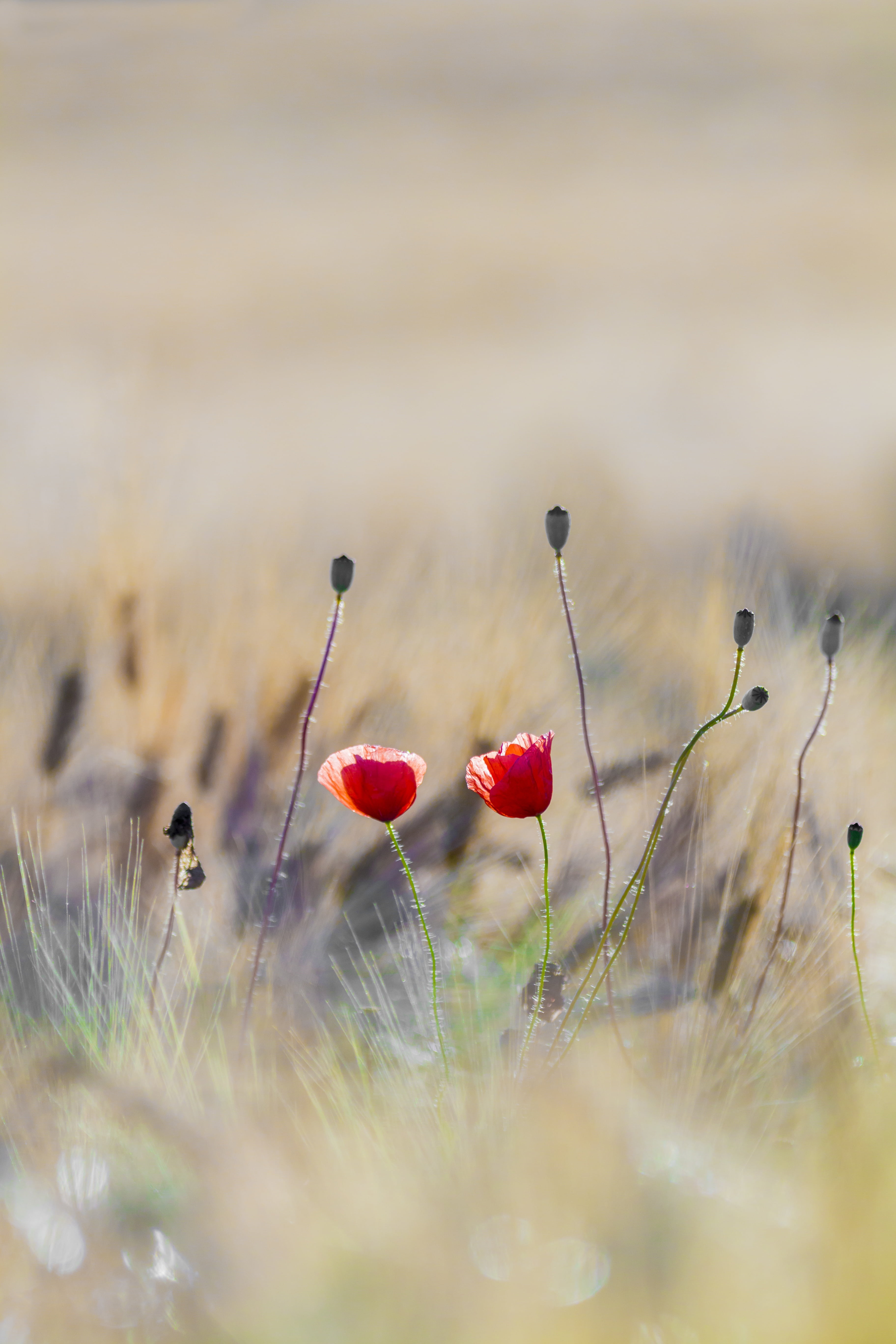 poppy buds, colorful, mohngewaechs, flowers, nature, petaled, cornfield, cereals, no people, field, summer, beauty in nature, growth, greeting card, selective, Phone HD Wallpaper