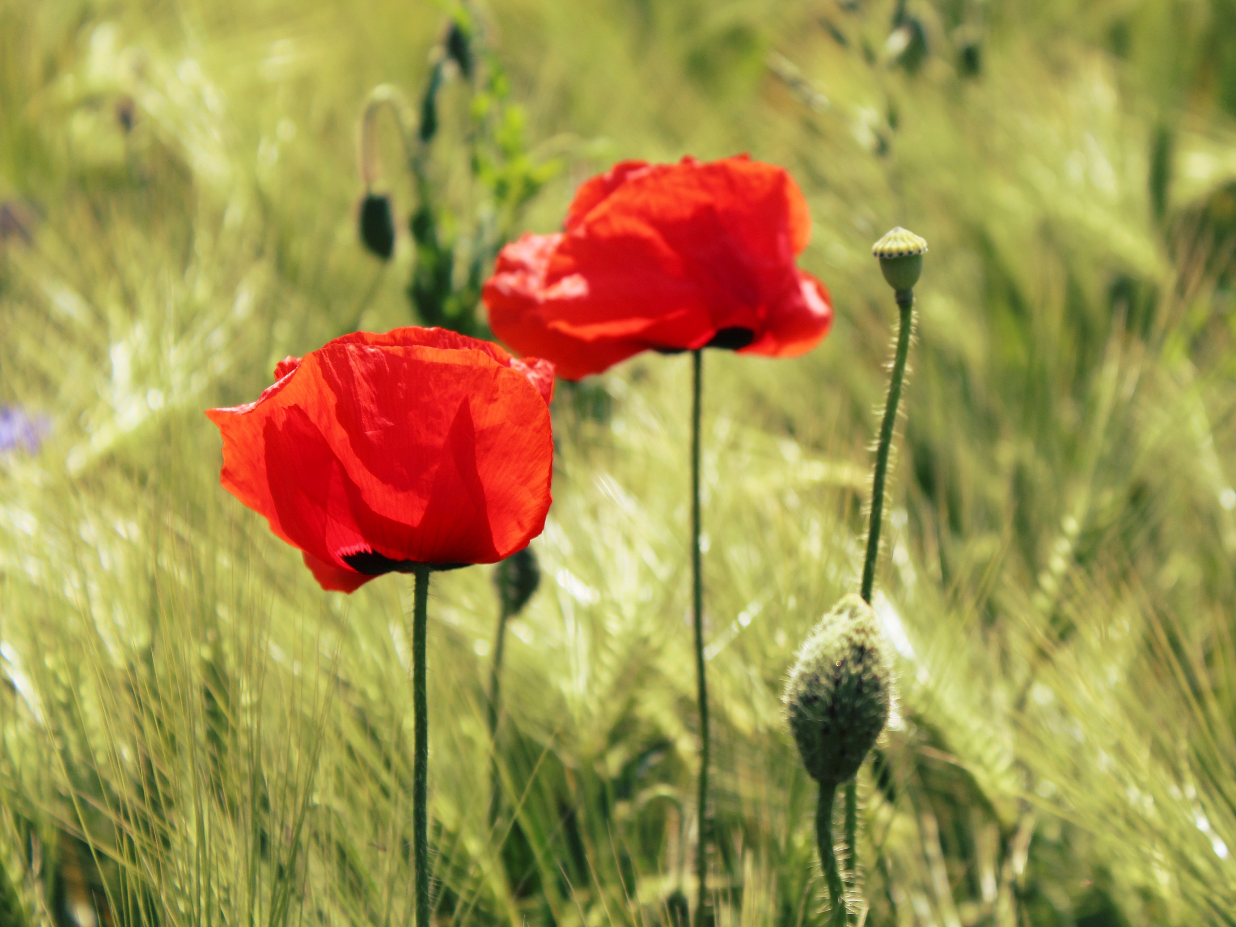 cornfield, klatschmohn, vulnerability, red poppy, freshness, beauty In Nature, land, flower, 4K, meadow, wild flowers, spring, focus on foreground, mohngewaechs, HD Wallpaper