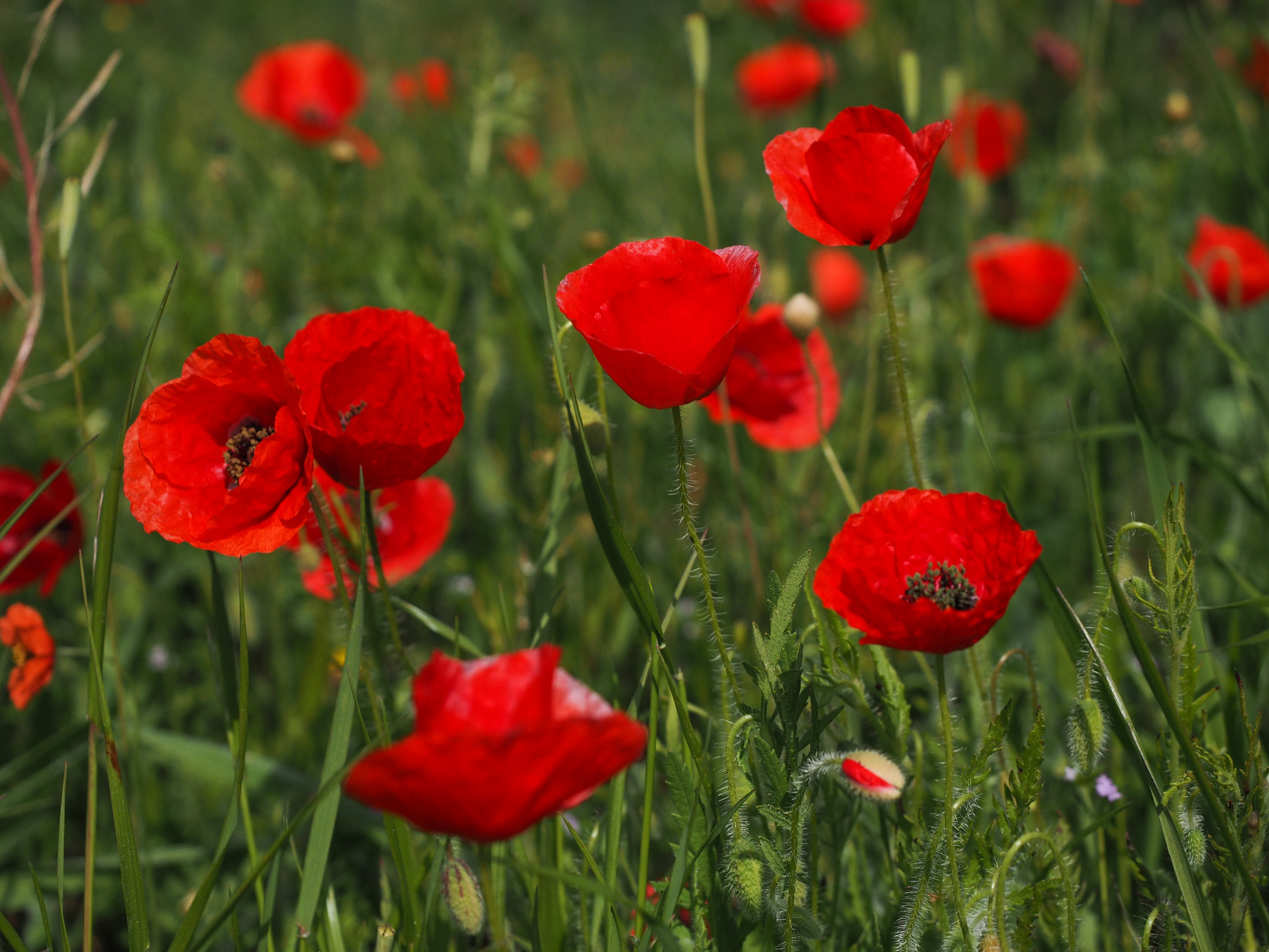 leaves, klatschmohn, nature, klatschrose, papaver, petals, color, land, poppy, fragility, freshness, outdoors, food plant, beauty in nature, close-up, field, HD Wallpaper