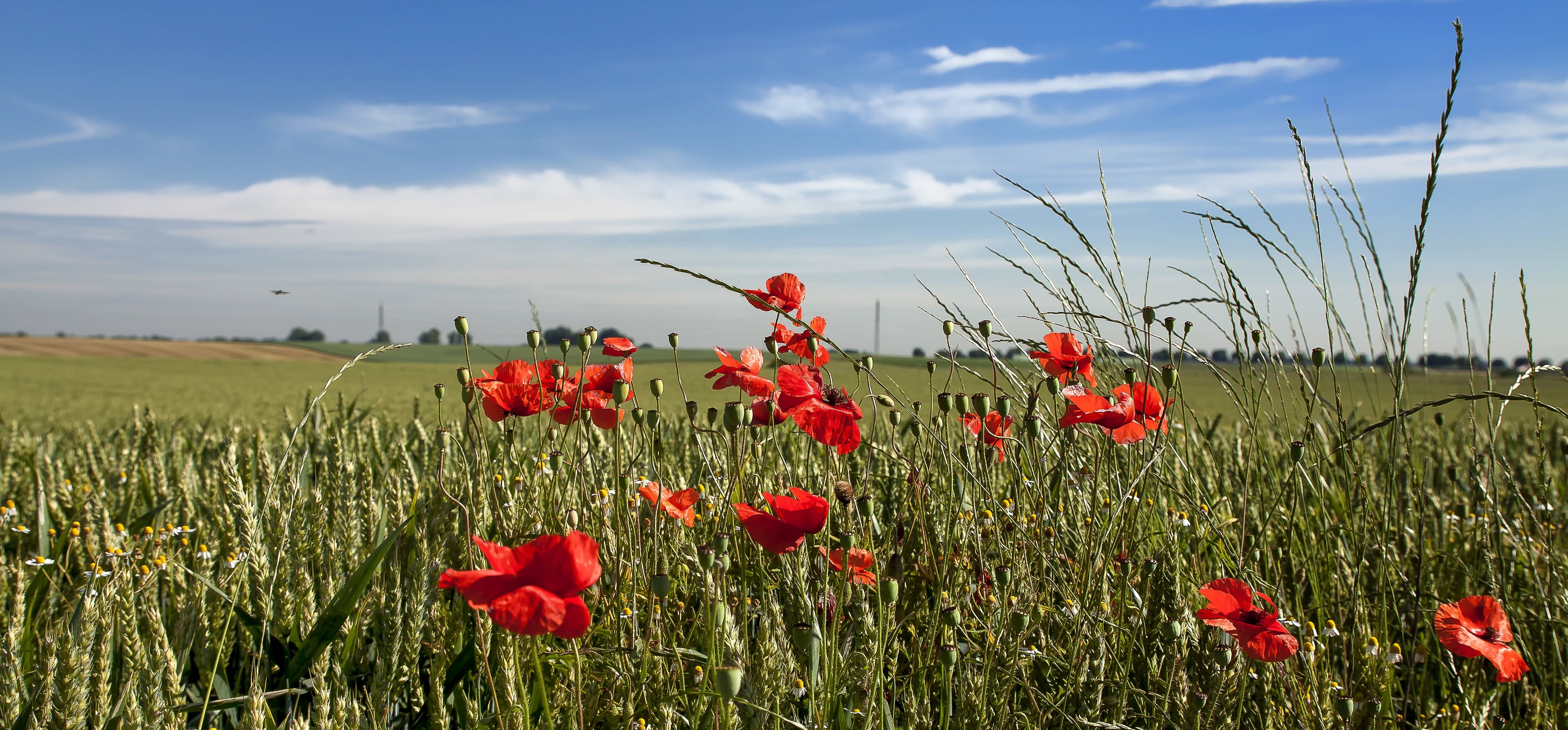 outdoors, mohngewaechs, 4K, land, flower, springtime, papaver, sky, poppies, red poppy, meadow, plant, close, freshness, nature, sunshine, growth, environment, HD Wallpaper