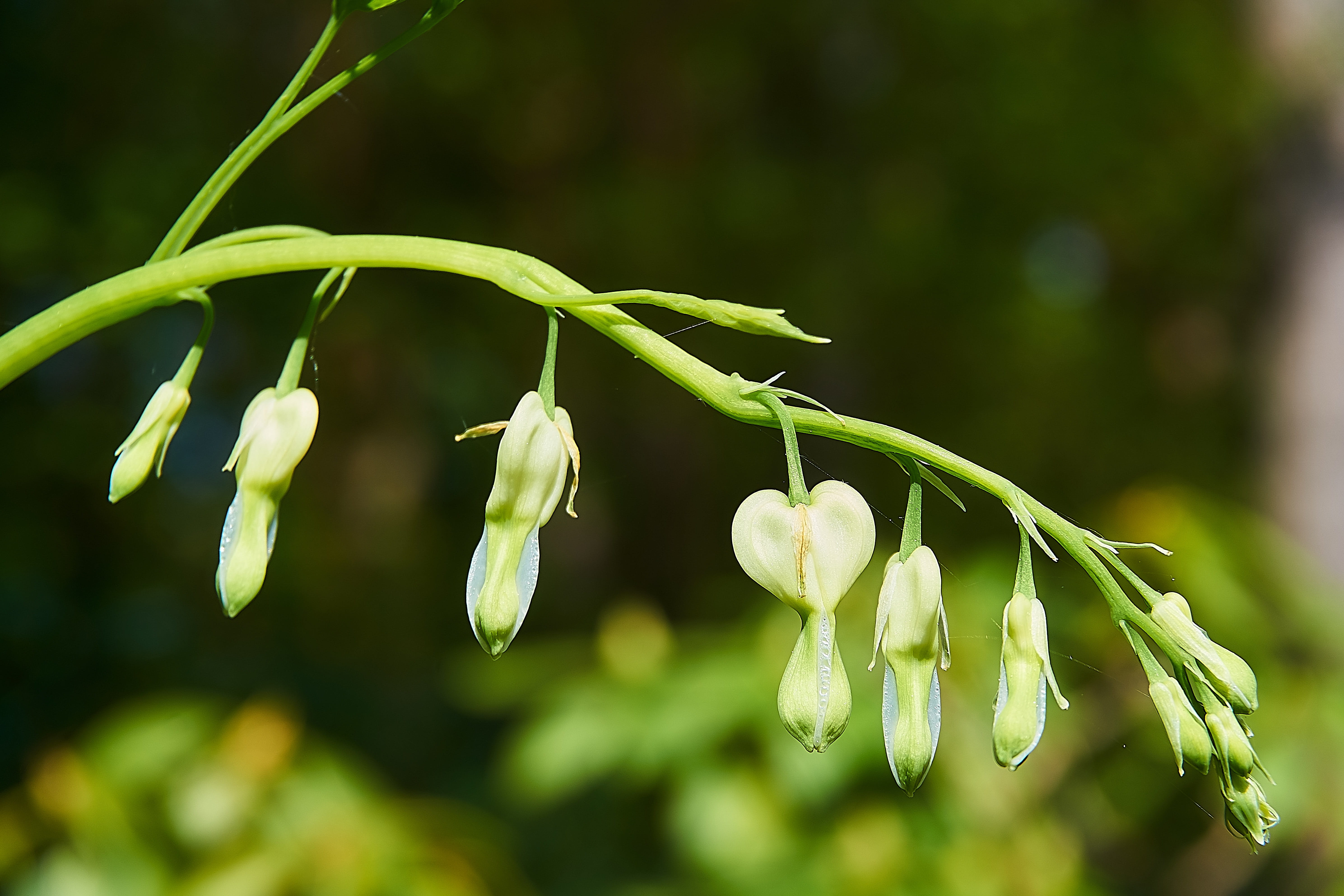 close, blooming white, heart flower, beautiful, poisonous plant, springtime, hanging, focus on foreground, flora, green color, no people, bloom, inflorescence, HD Wallpaper