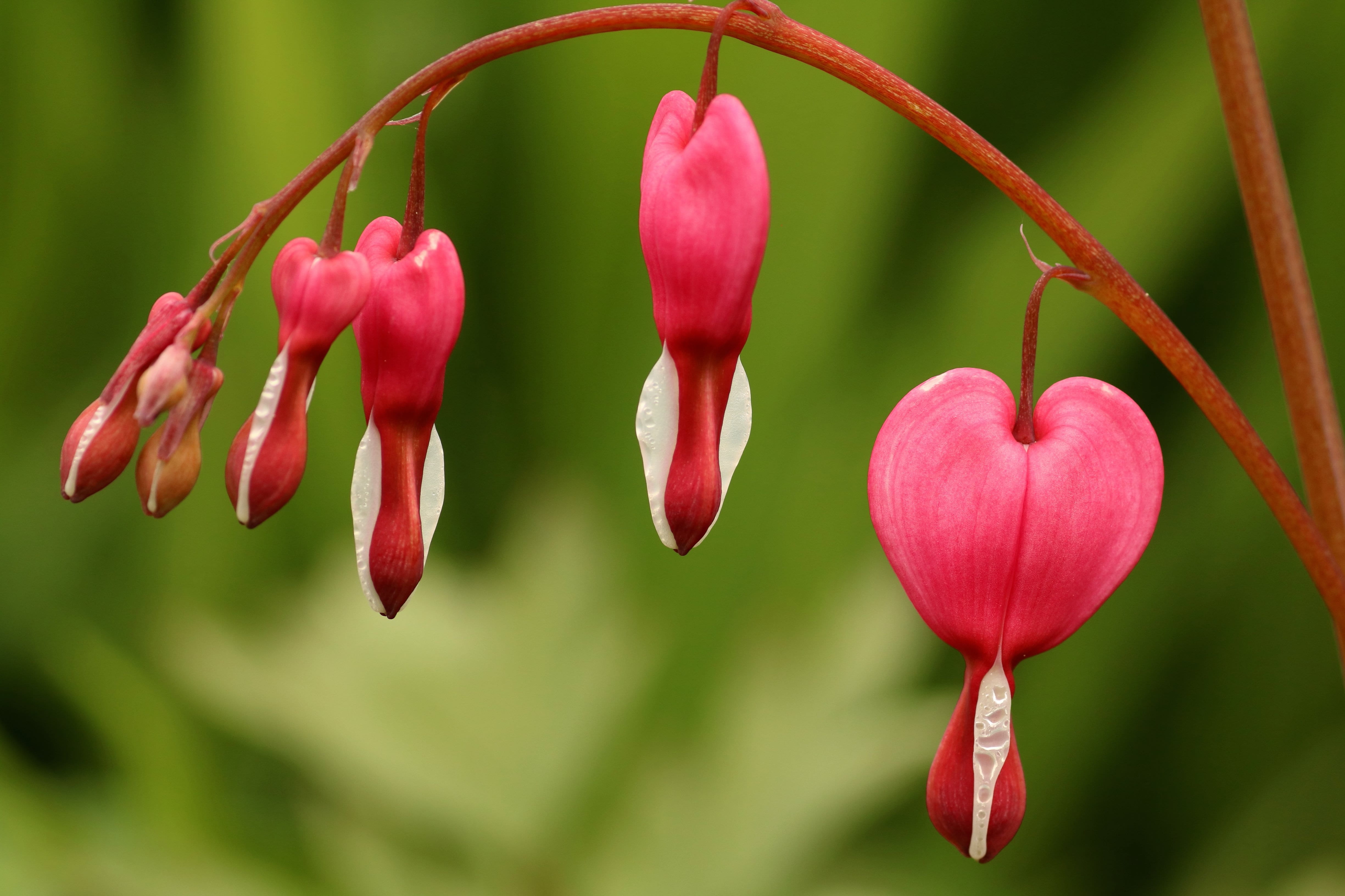 bloom, 4K, flower, spring blossoms, outdoors, heart, flower head, vulnerability, close-up, beauty in nature, fragility, flowering plant, heart flower, HD Wallpaper