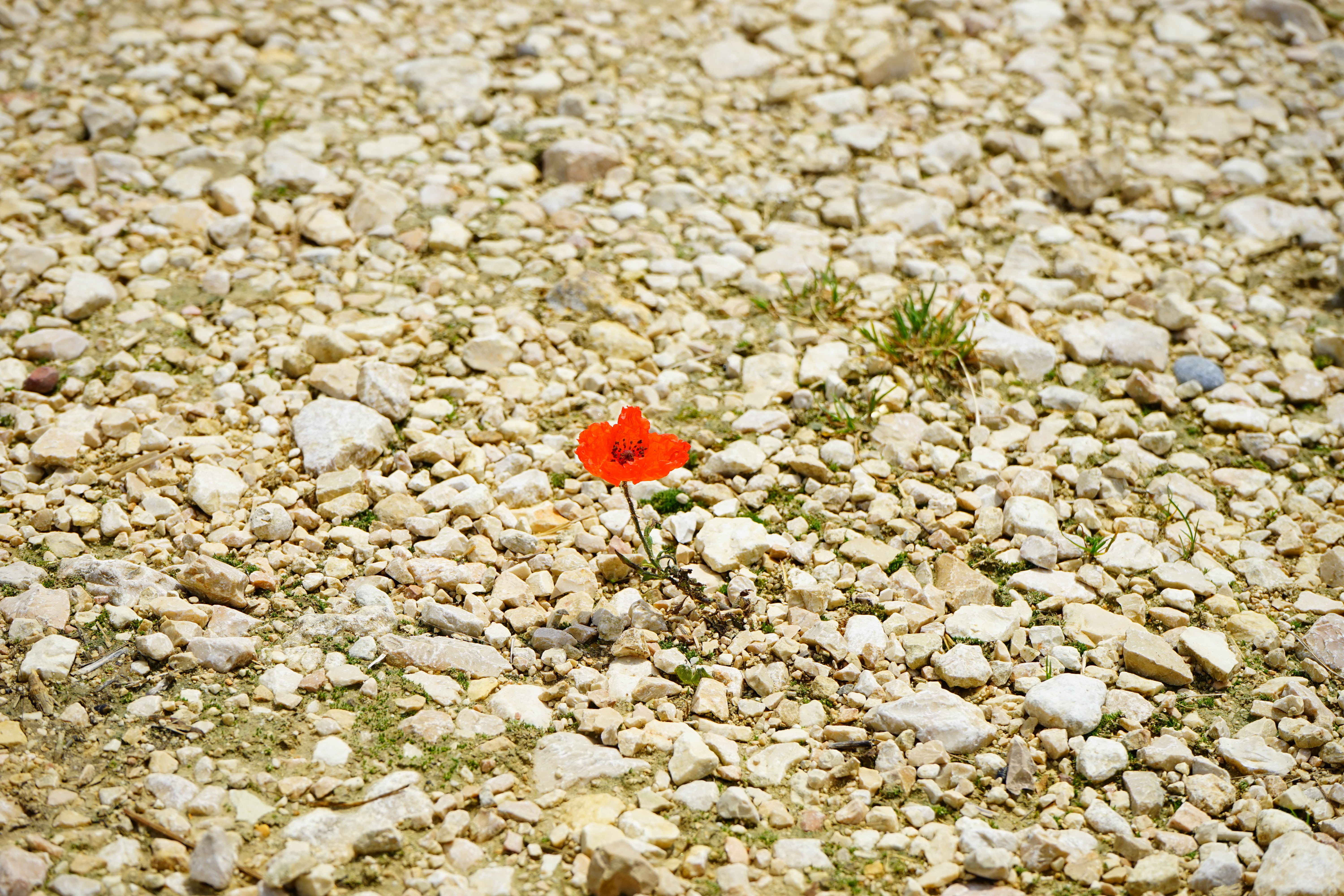 papaveraceae, poppy flower, pebble, gravel, fragility, animals in the wild, klatschrose, one animal, animal themes, flowering plant, animal, outdoors, color, HD Wallpaper