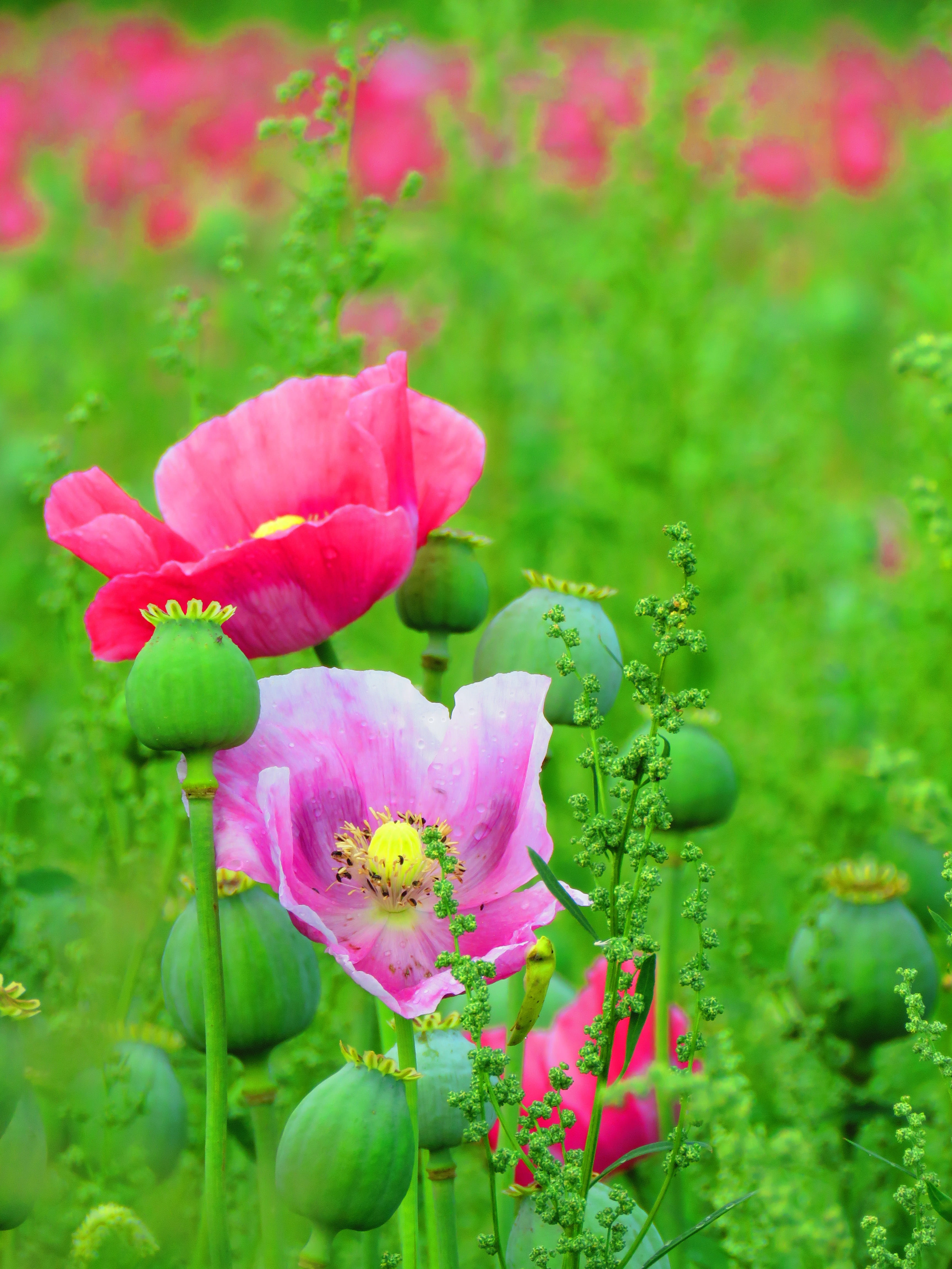 field, bloom, photography, day, close-up, 4K, fragility, poppy, freshness, capsule, flower, land, outdoors, focus, nature, vulnerability, opium poppy, Phone HD Wallpaper