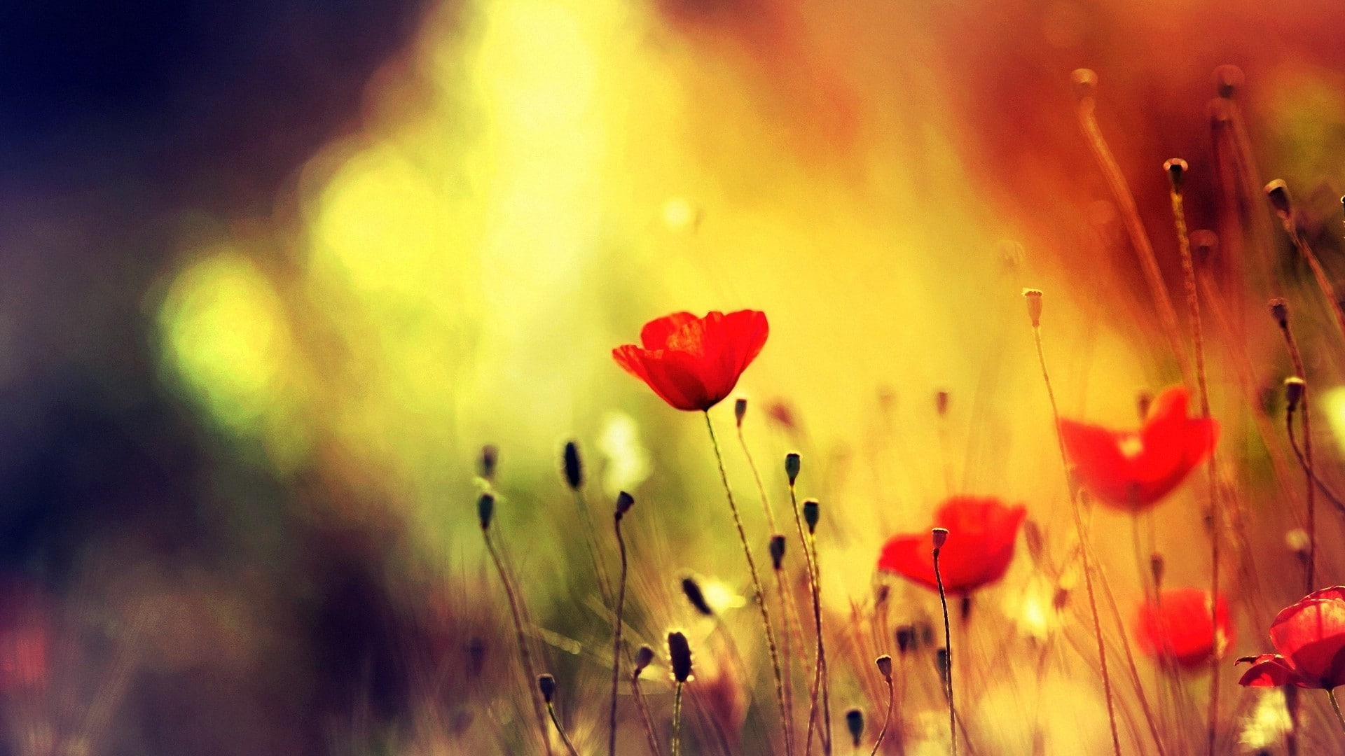 nature, depth of field, close-up, red, selective focus, fragility, outdoors, growth, water, vulnerability, poppy, 1080P, freshness, no people, flowering plant, HD Wallpaper