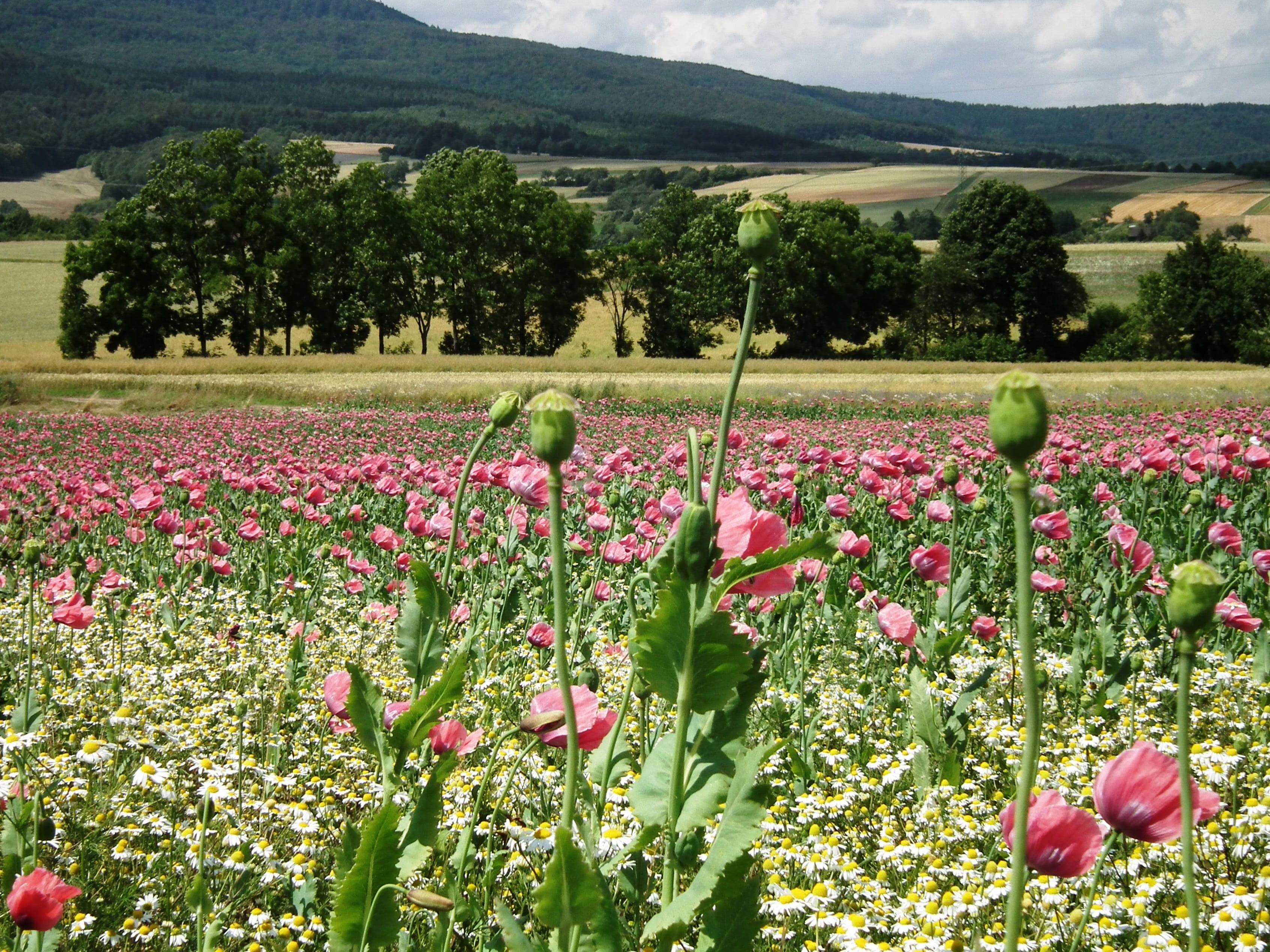 flowering plant, environment, vulnerability, landscape, Poppies, pink color, growth, fragility, plant, green color, poppy, meissner, no people, flowerbed, HD Wallpaper