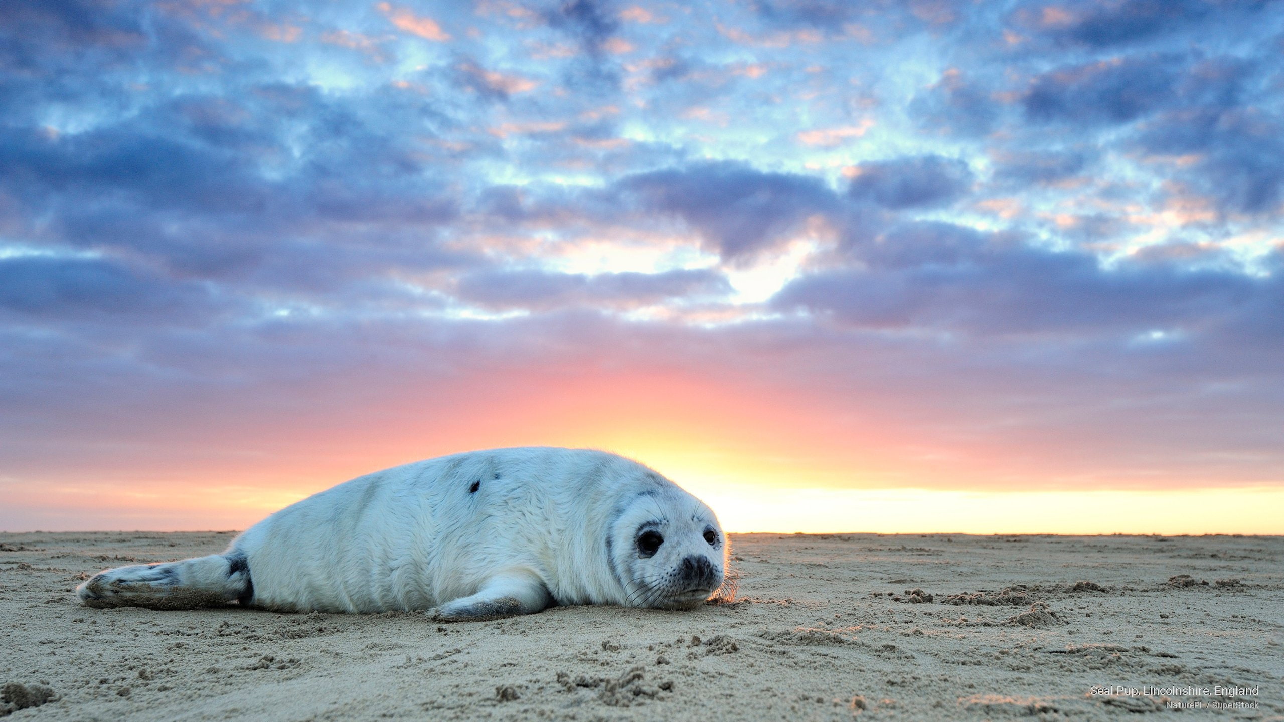 lincolnshire, Animals, 2K, seal, pup, england, HD Wallpaper
