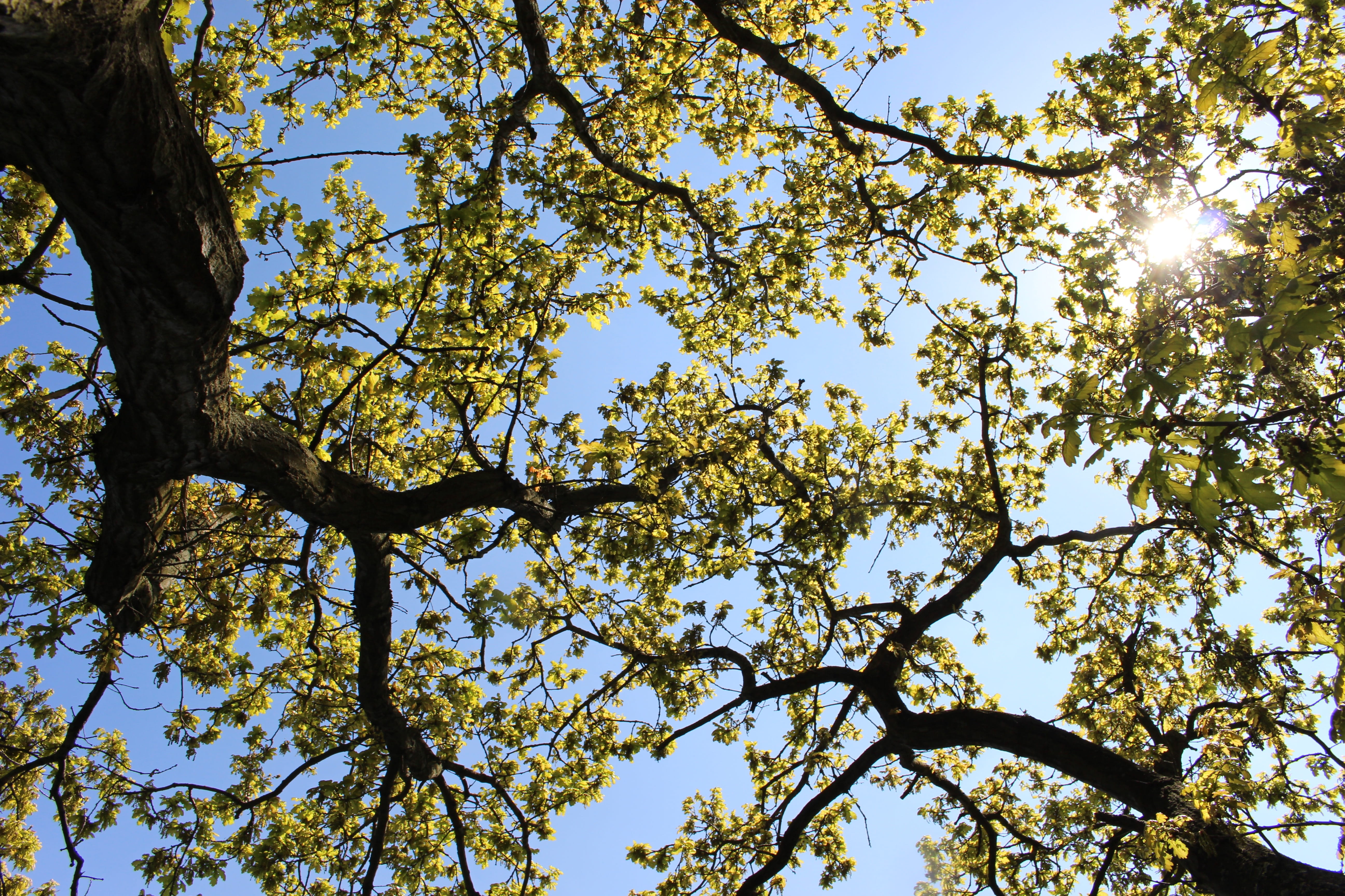 nature, low angle view, leaf, blue, outdoors, high, 5K, day, united kingdom, lake, trunk, plant part, growth, tree, tranquility, clear sky, forest, no people, HD Wallpaper