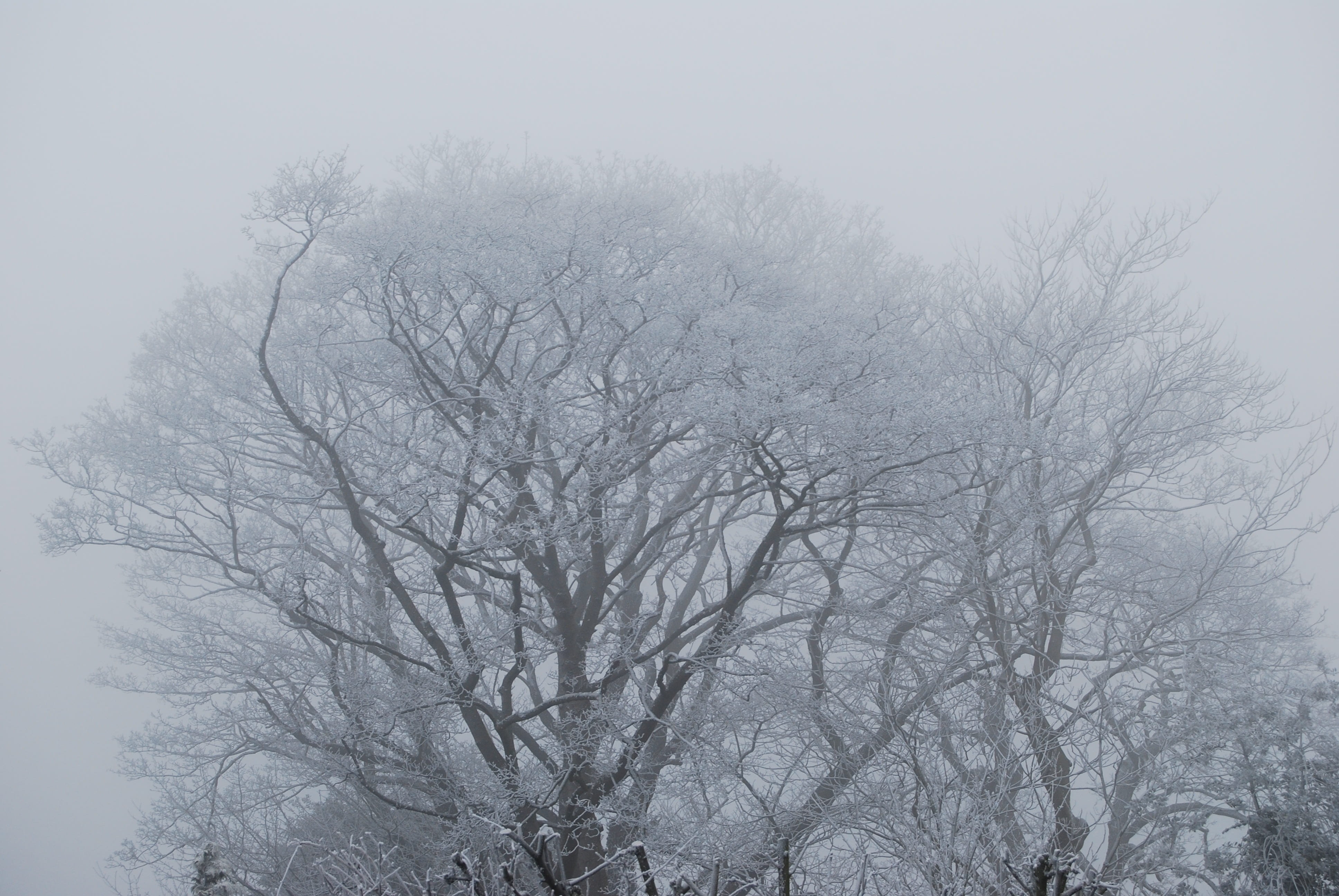 landscape, no people, outdoors, tree, growth, scenics - nature, frost, cold temperature, bare tree, winter, branch, spooky, tranquility, low angle view, HD Wallpaper