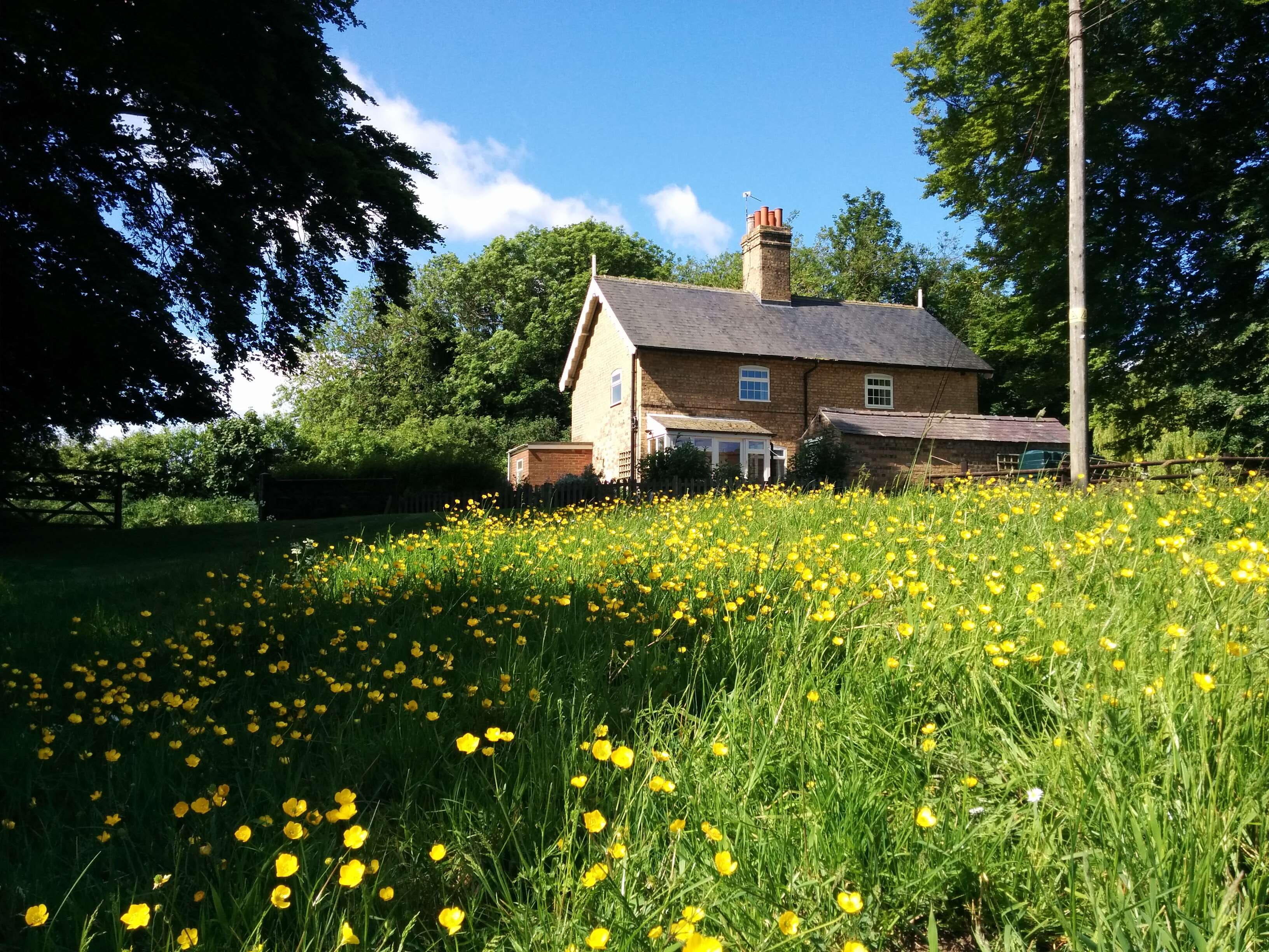 tree, sky, day, lincolnshire, field, grass, rigsby, green, beauty in nature, plant, blue sky, no people, cottage, architecture, flowering plant, buttercups, HD Wallpaper