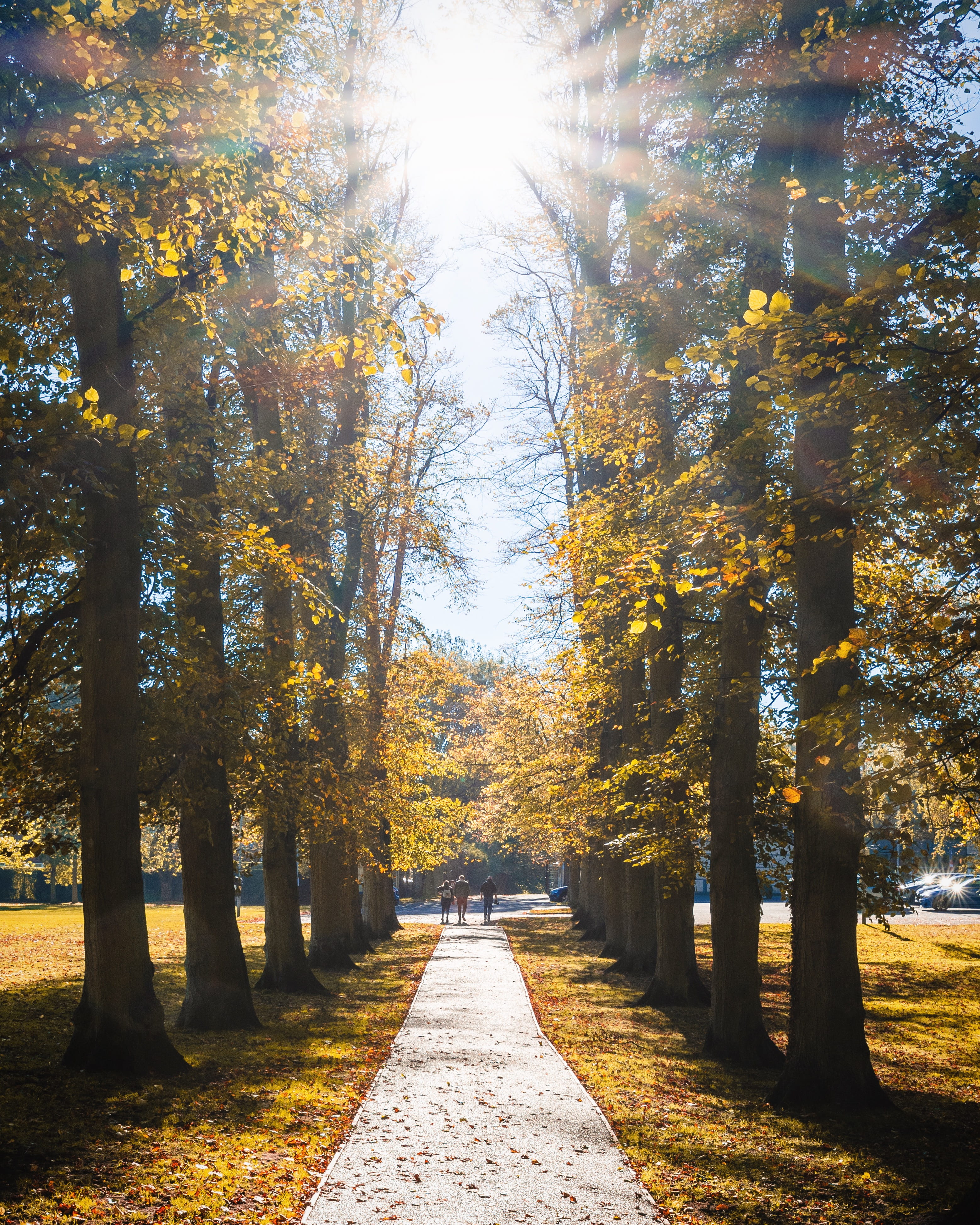 scenics - nature, tree, the way forward, park, plant, diminishing perspective, growth, no people, tree trunk, autumn, north lincolnshire, direction, autumn collection, Phone HD Wallpaper