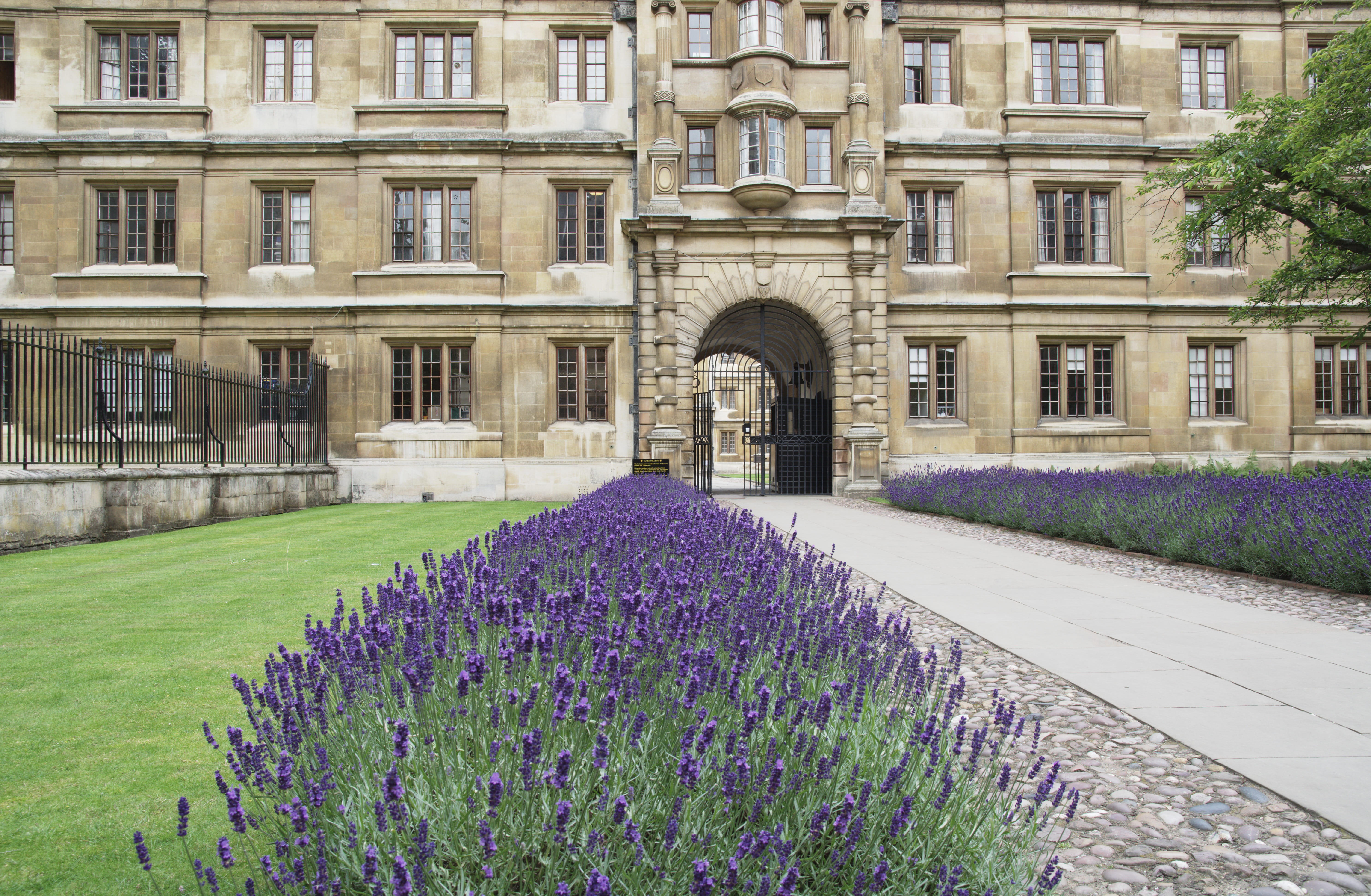 purple, Lavender, fragility, history, cambridge, field, clare college, flowering plant, day, 5K, outdoors, beauty in nature, freshness, building exterior, HD Wallpaper