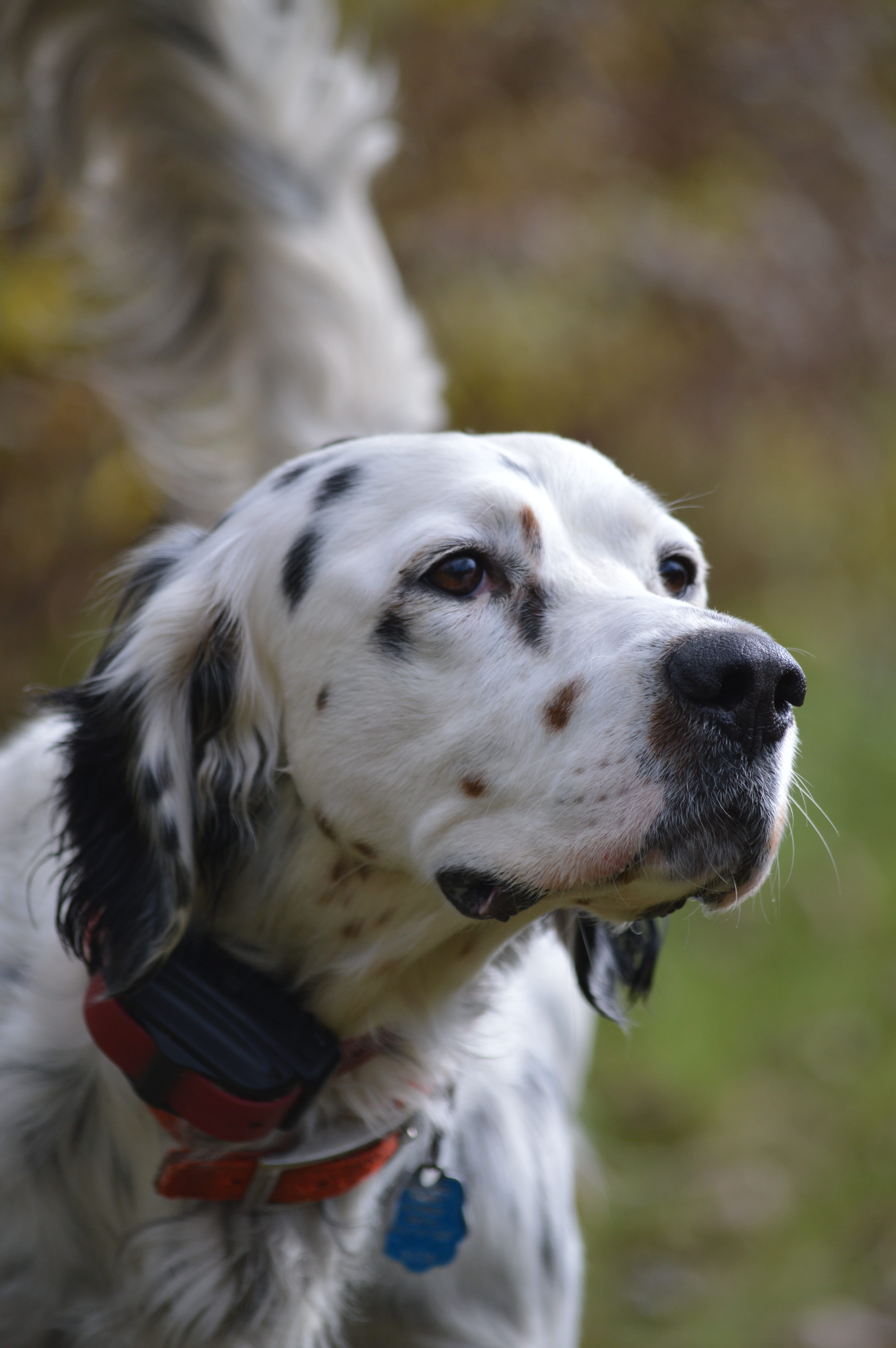 close-up, animal themes, day, outdoors, best dog ever, animal, one animal, focus on foreground, canine, setter, no people, cambridge springs, united states, Phone HD Wallpaper