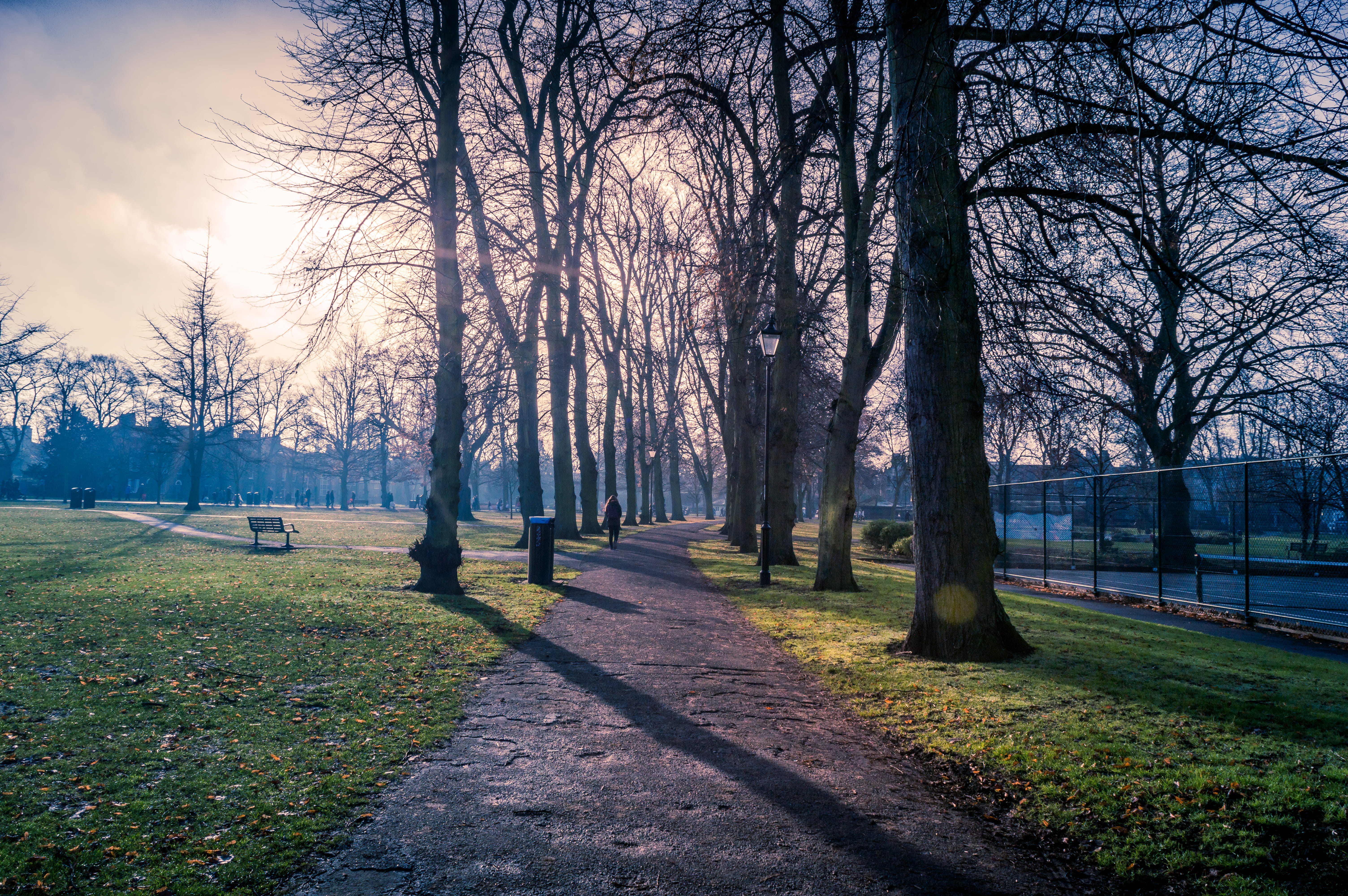 plant, romantic, grass, tranquility, sunlight, bench, trunk, tree, kingdom, uk, sky, walk, trees, colors, 5K, united kingdom, no people, cambridge, outdoors, HD Wallpaper